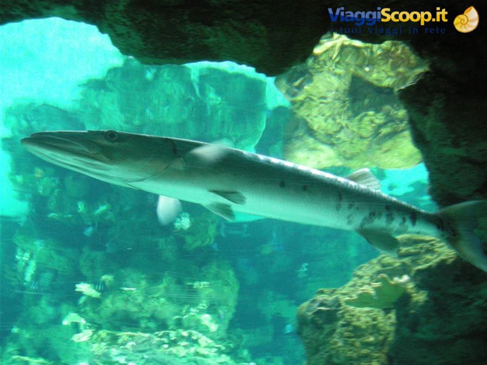 Barracuda