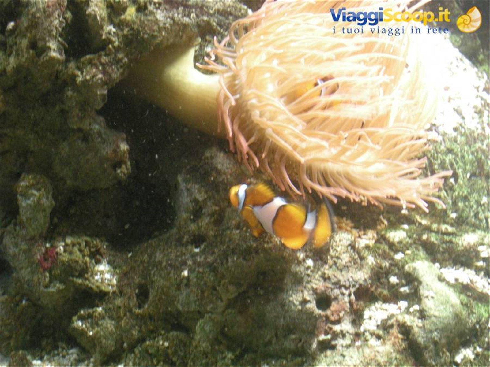NEMO!!!
