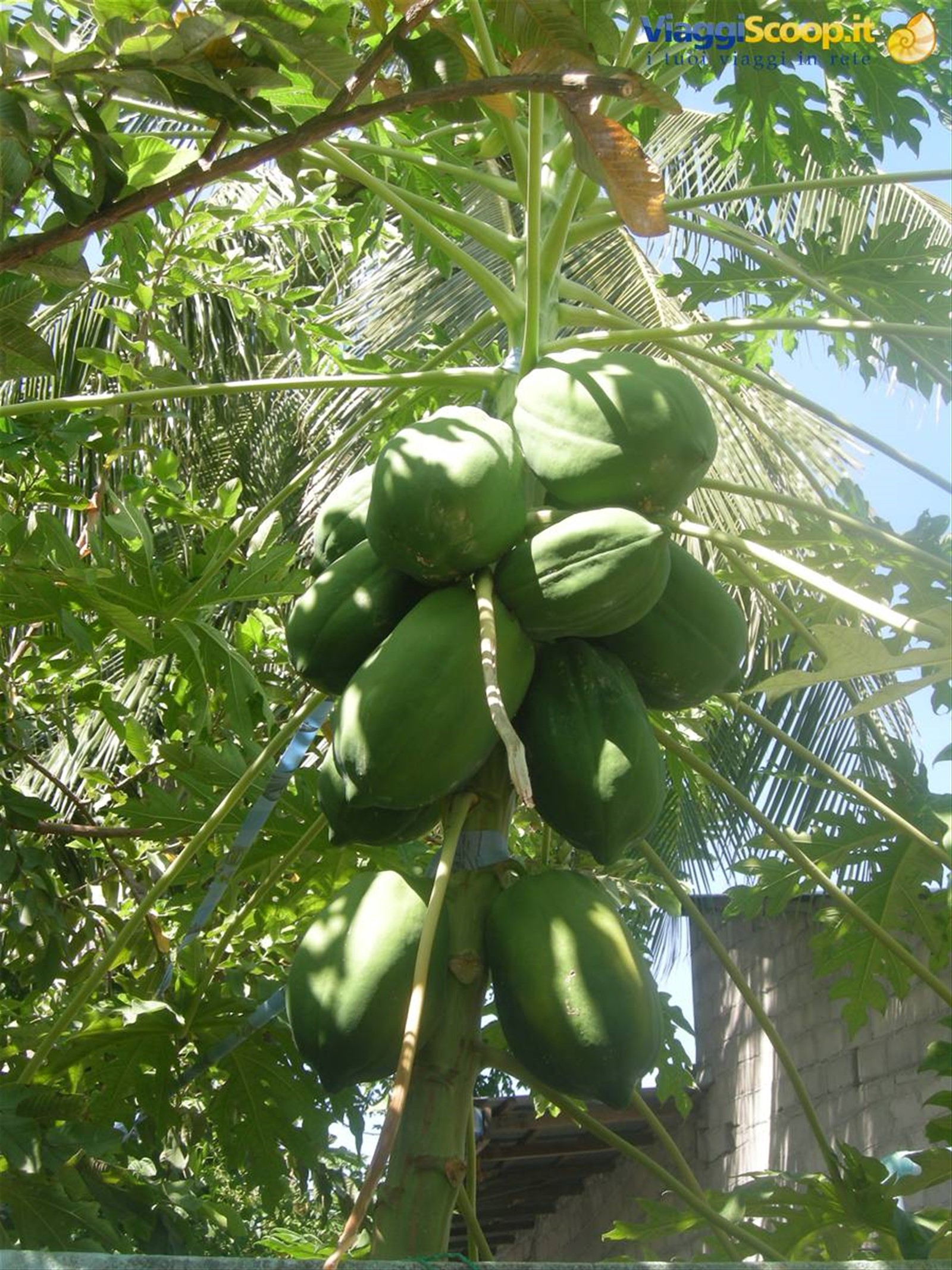 Mango