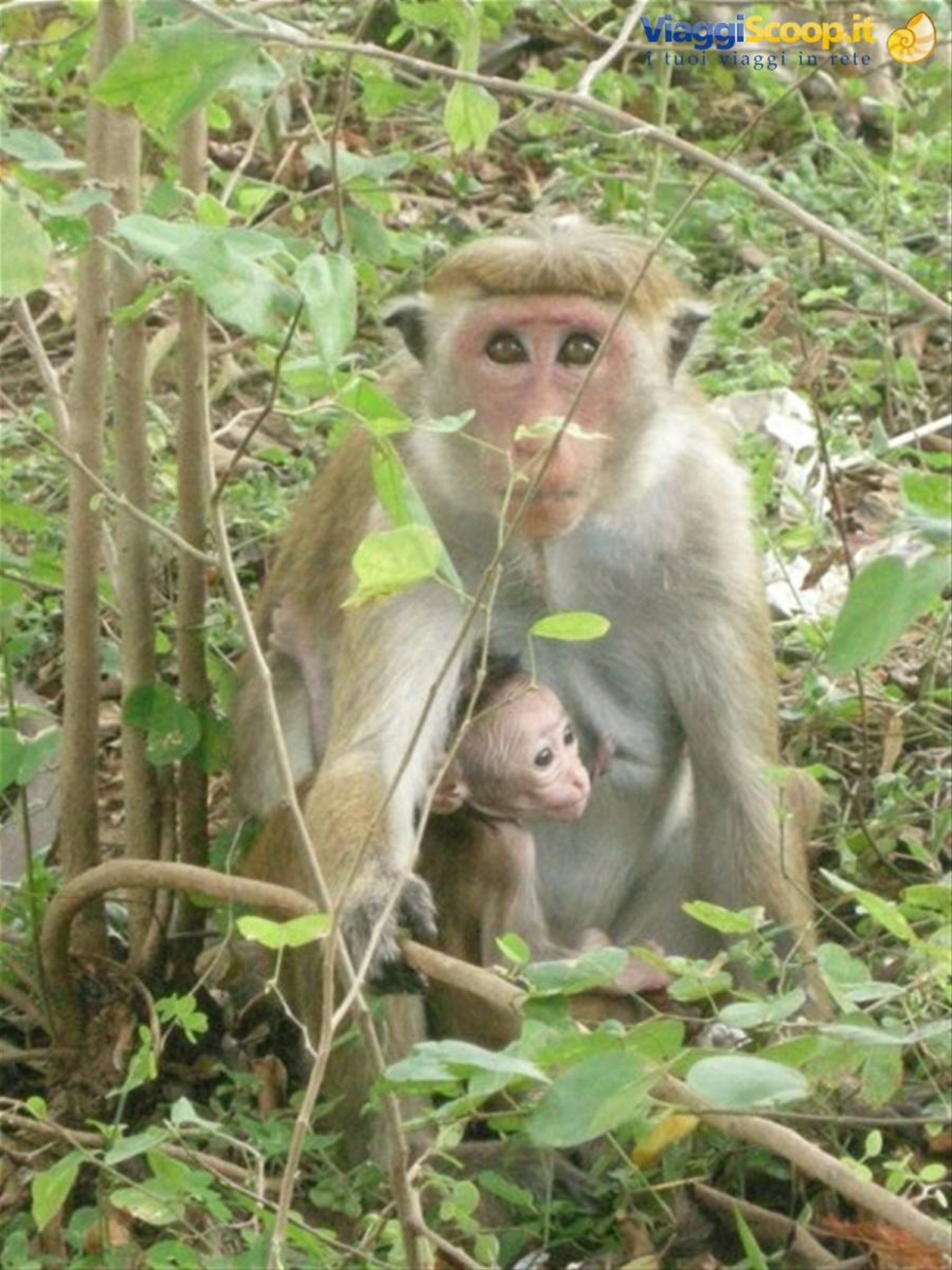 Foto di viaggio in SRI LANKA