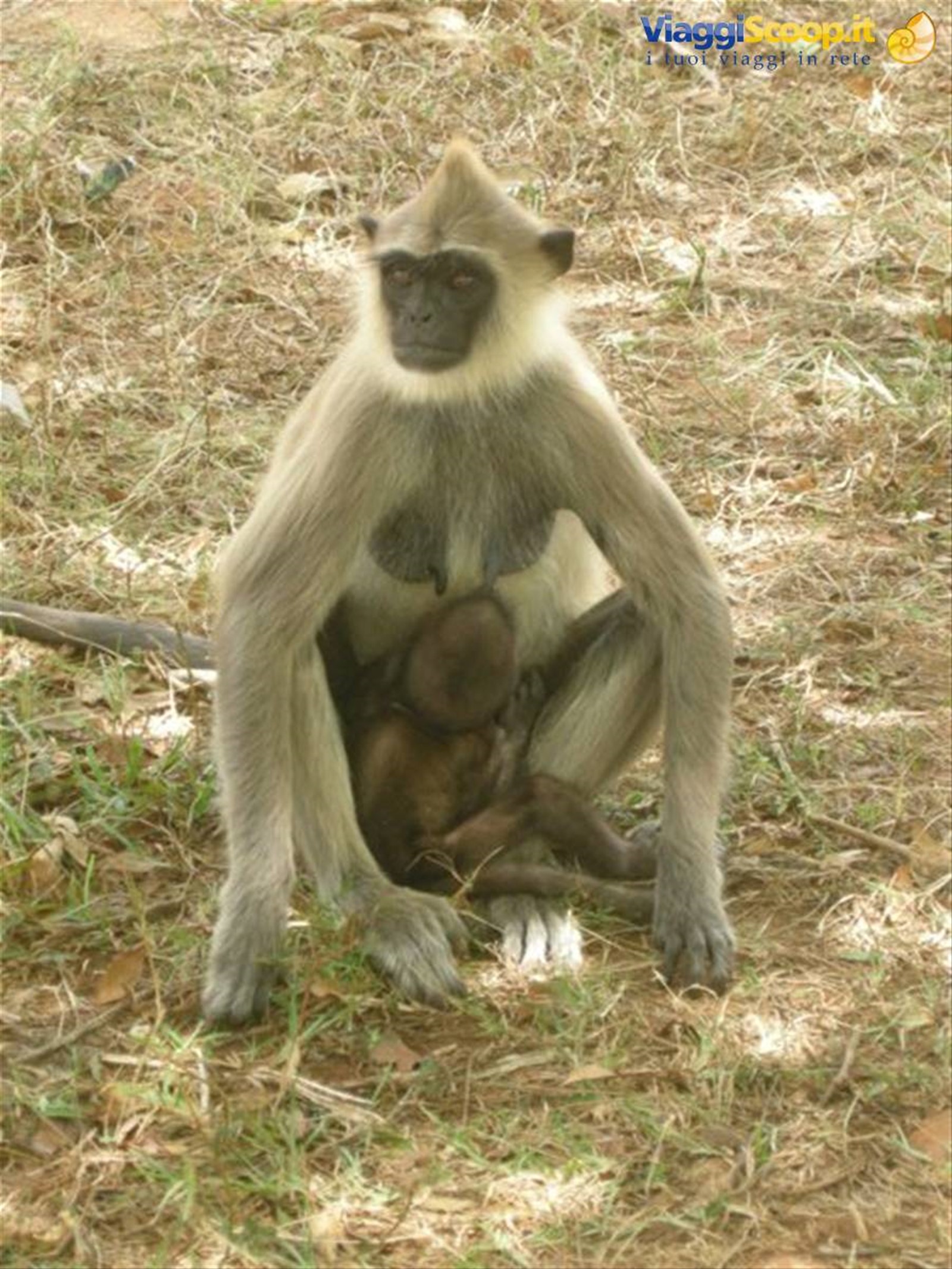 Anuradaphura