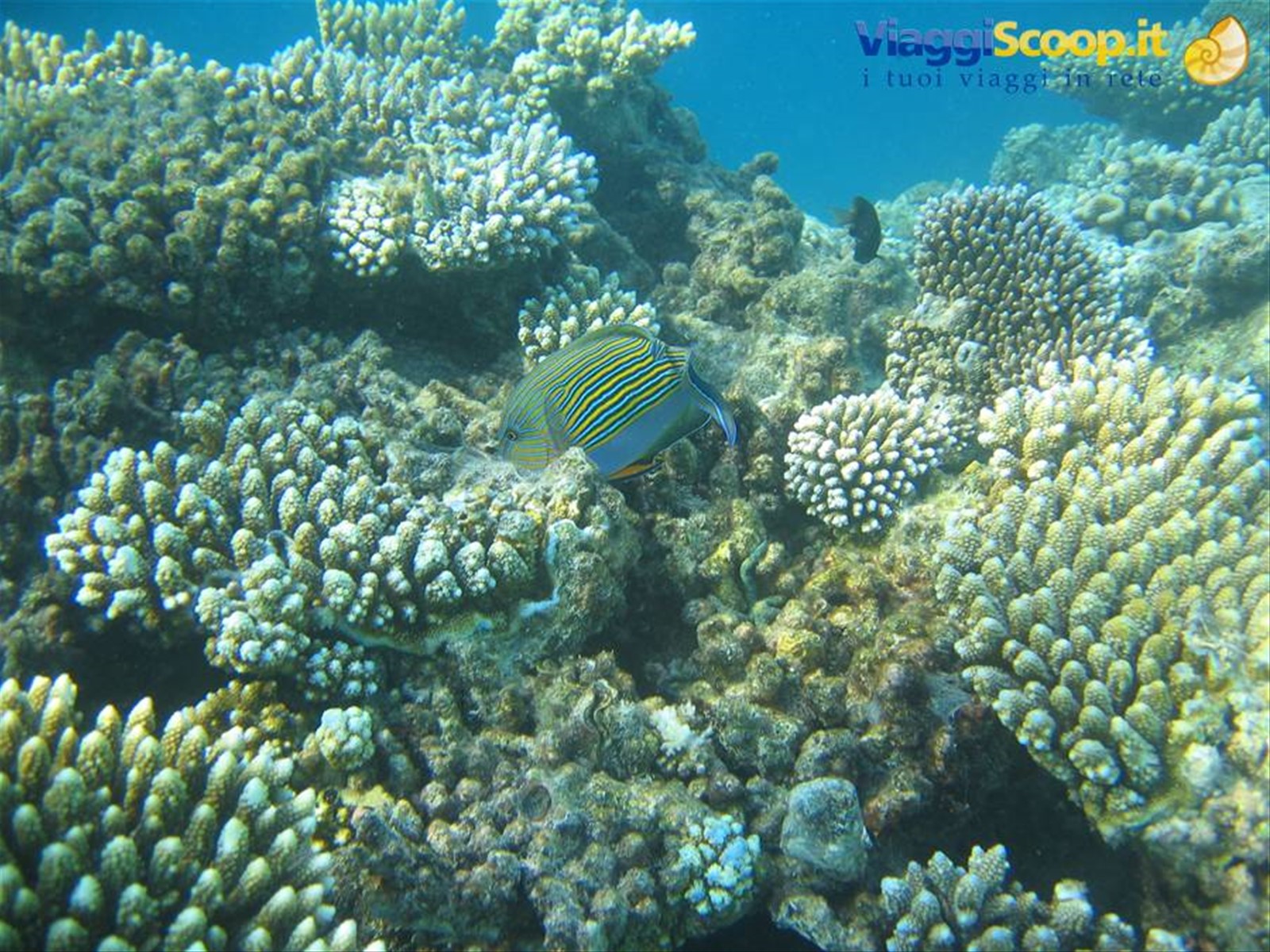 Il reef