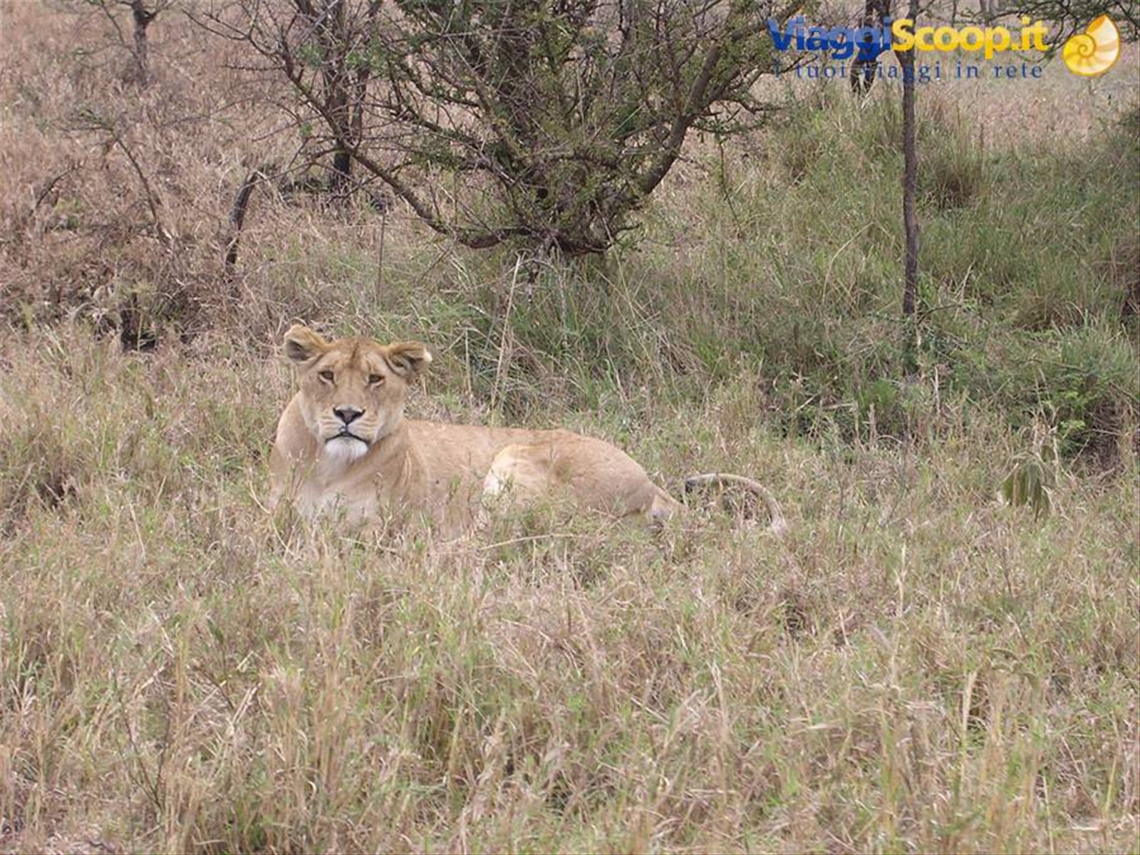 Serengeti
