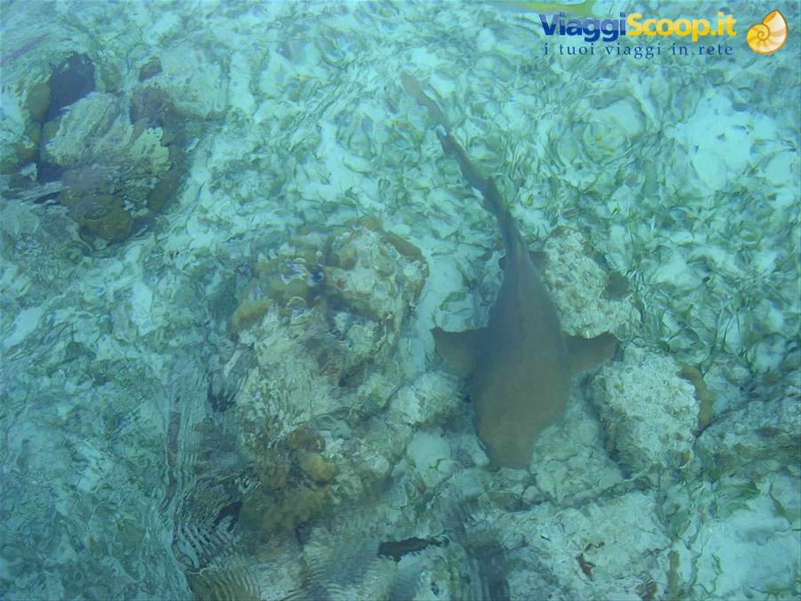 squali a Caye Caulker
