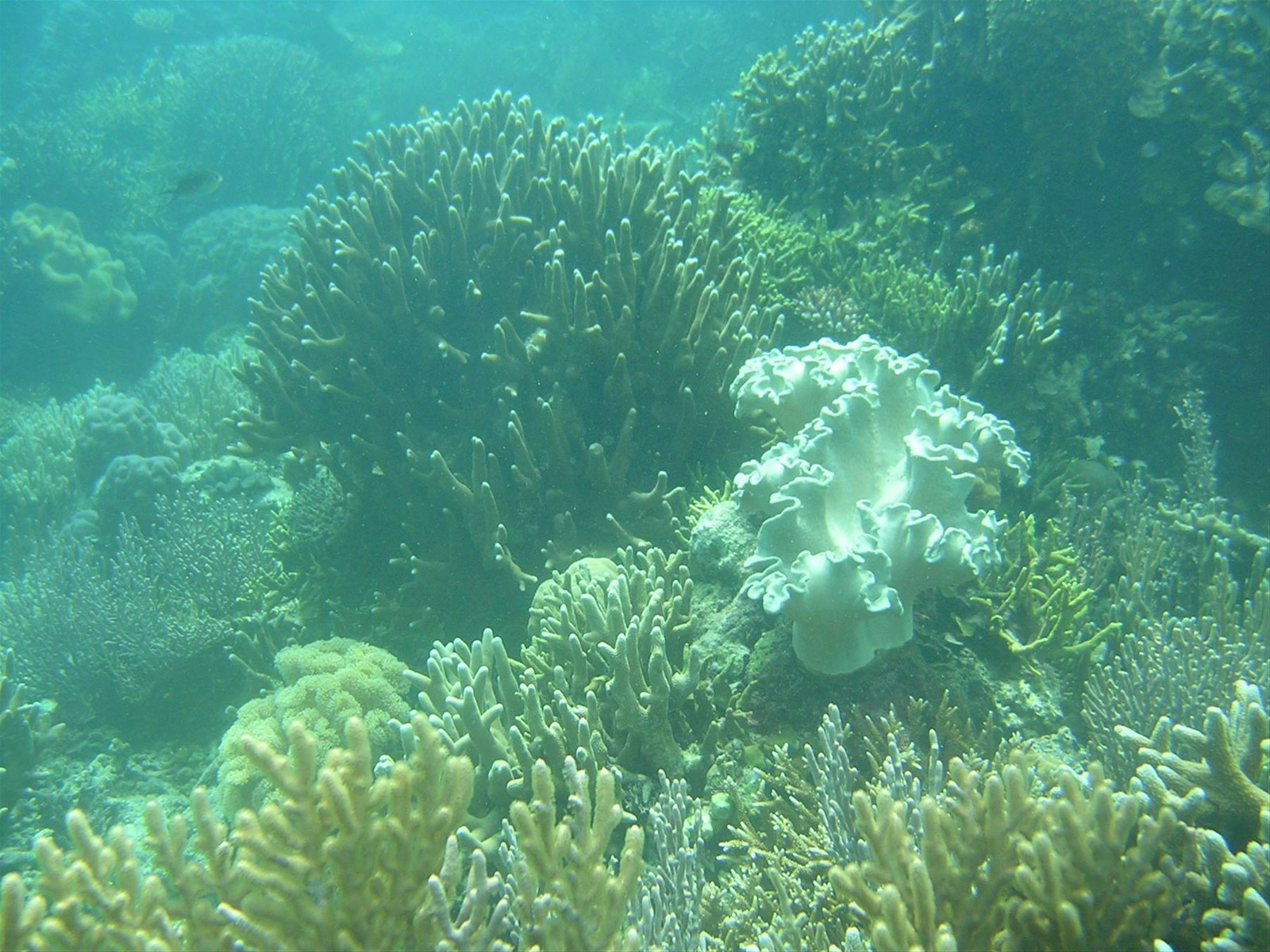 Foto di viaggio in INDONESIA