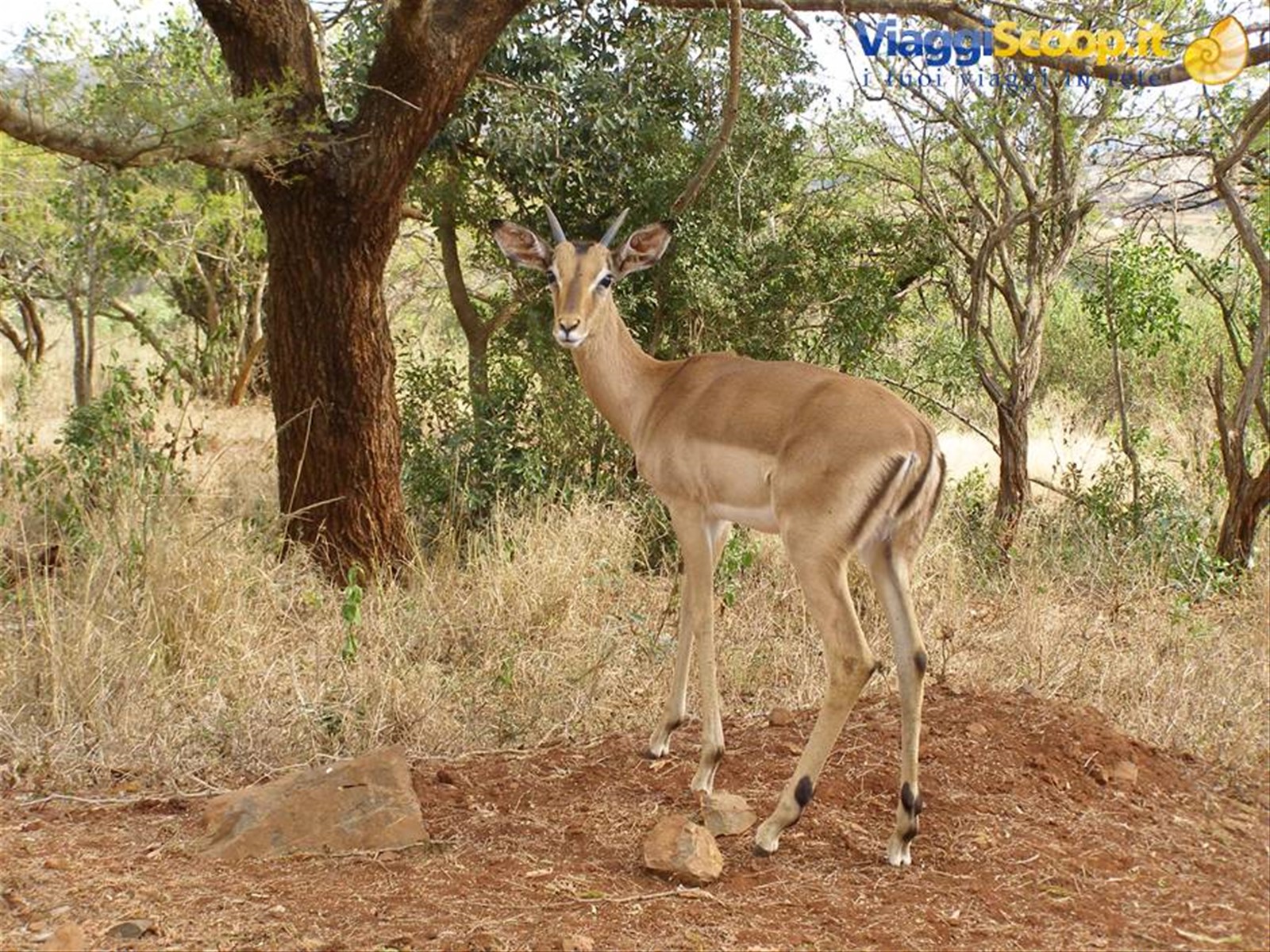 Il nostro primo impala