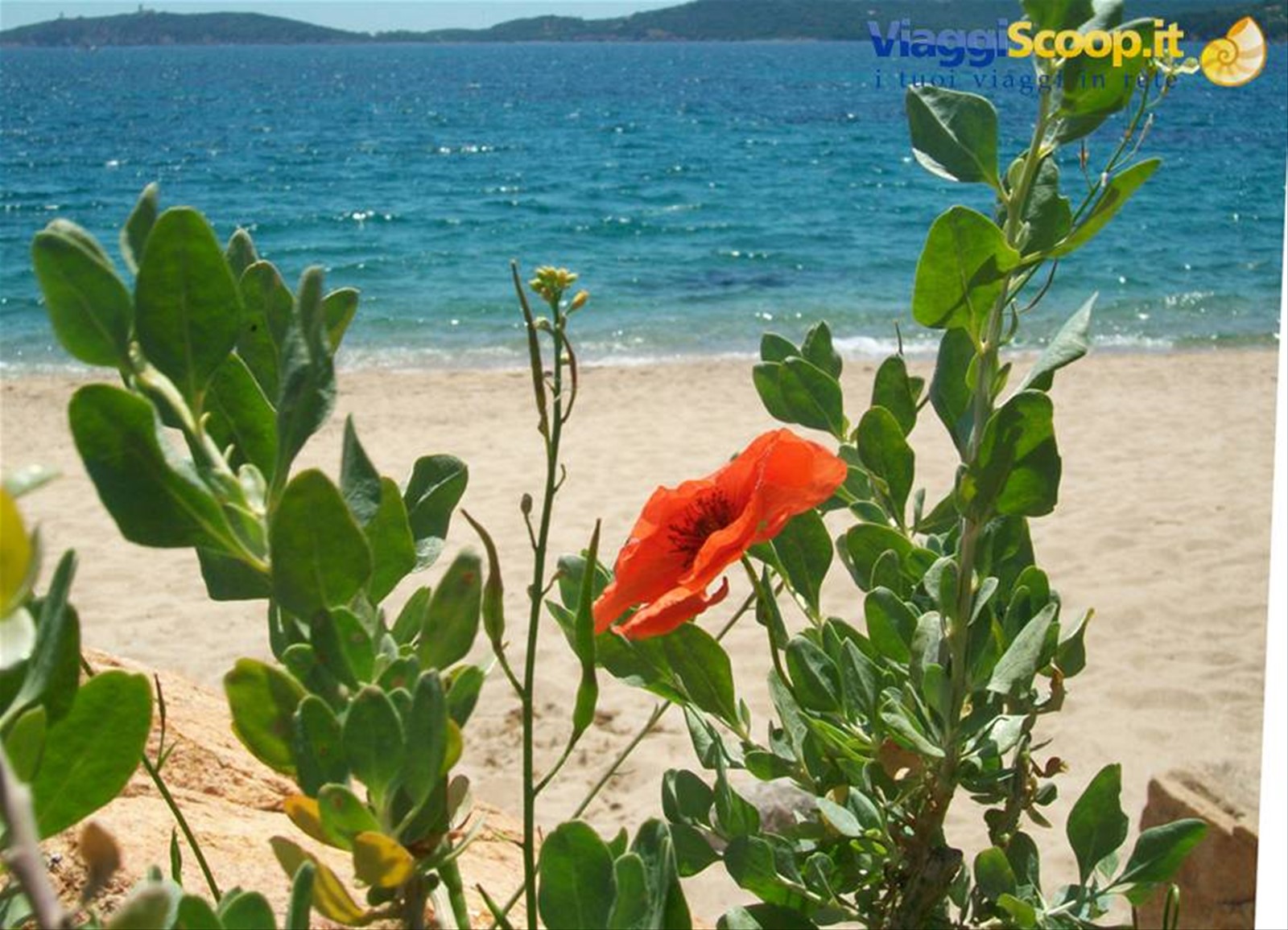 golfo di sogno