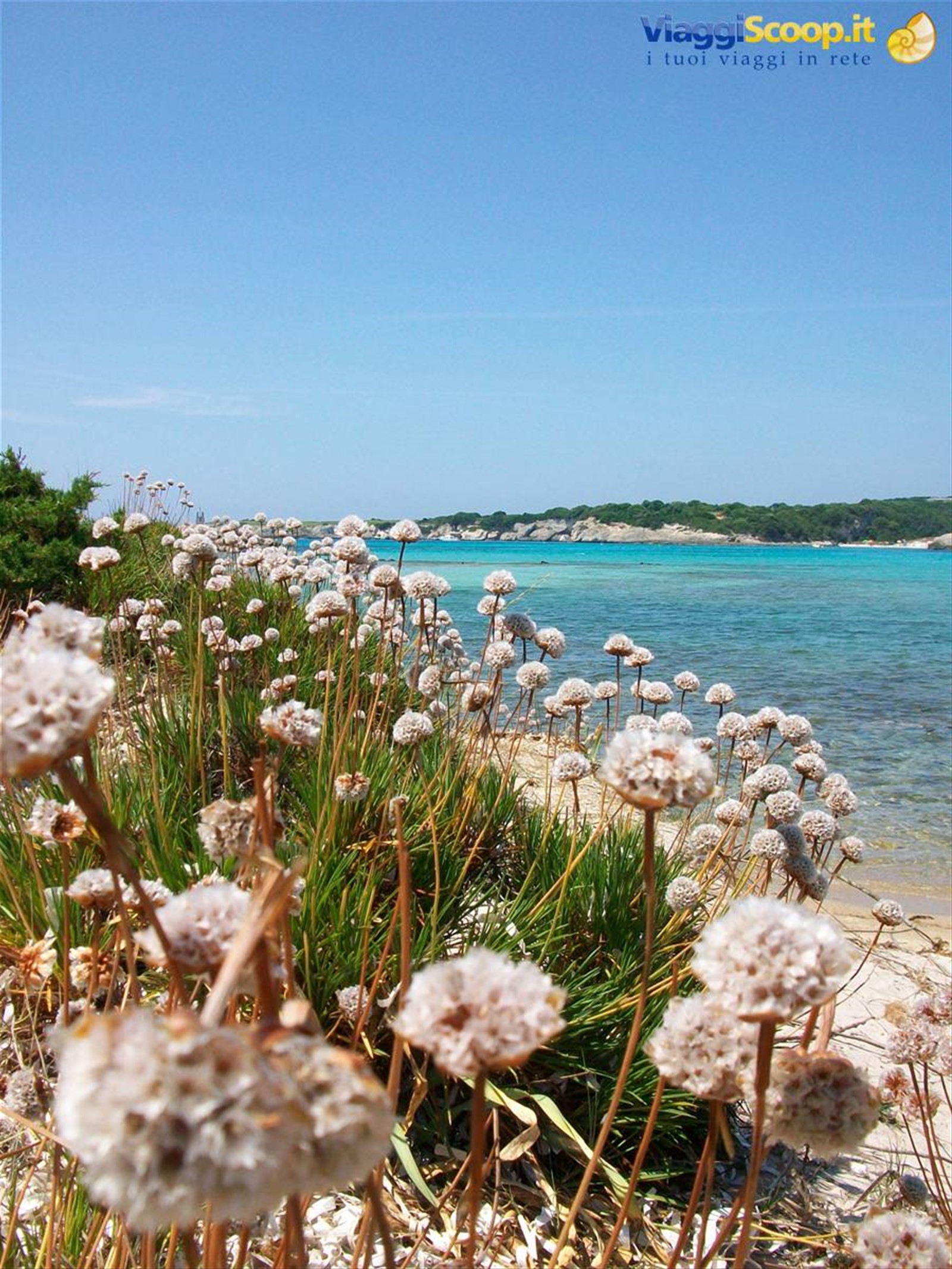 isola piana, non solo gabbiani