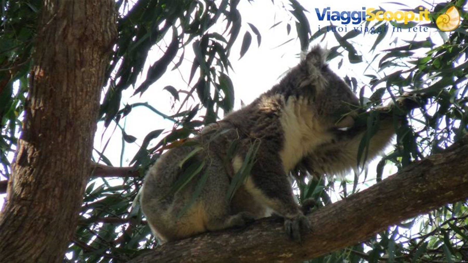Wild Koala