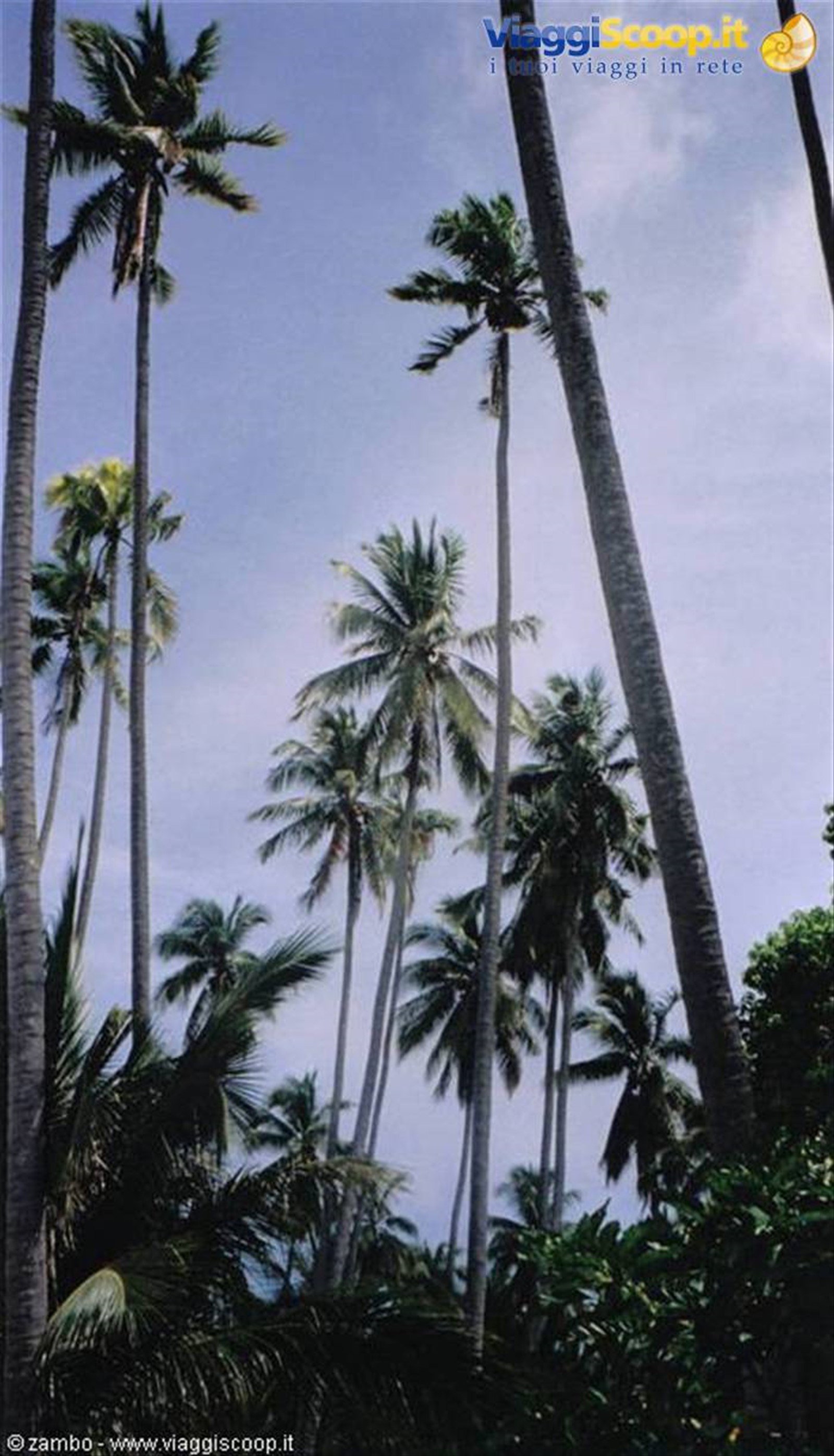 Palme Mabul