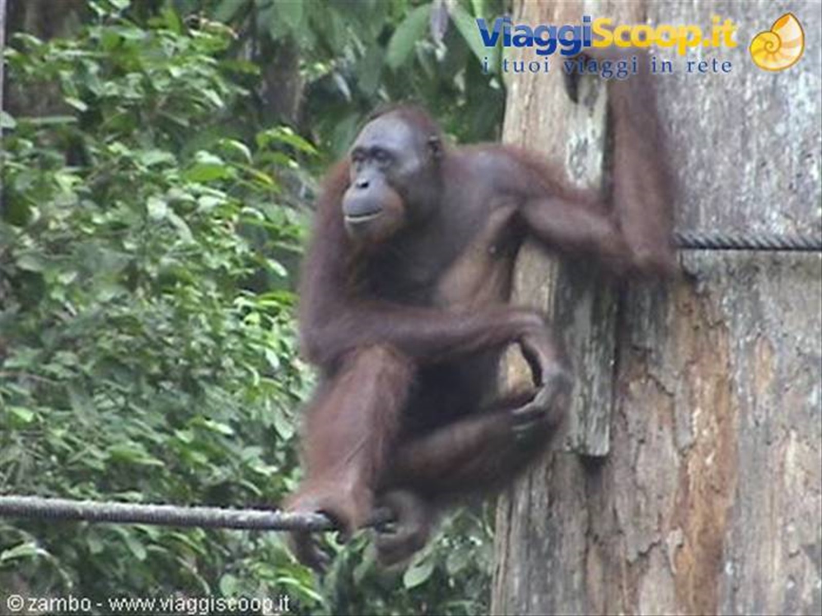 Orang Utan a Sepilok