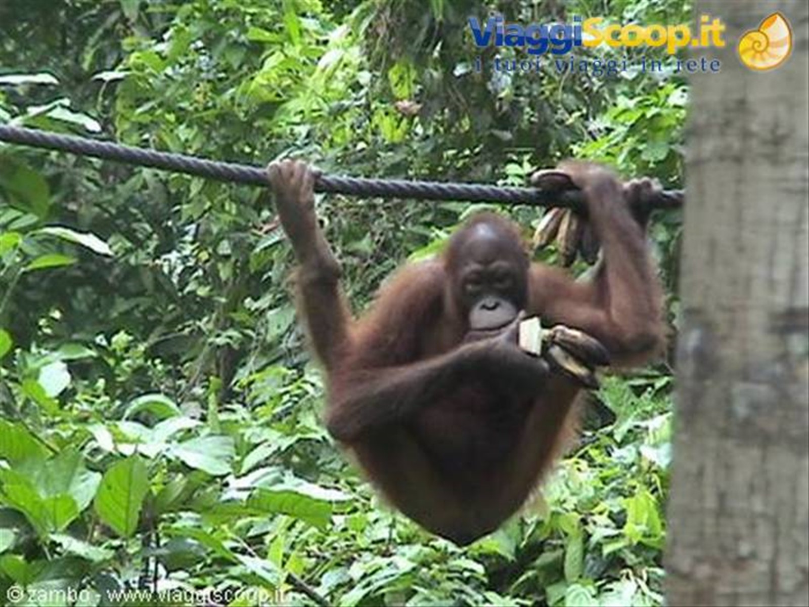 Orang Utan