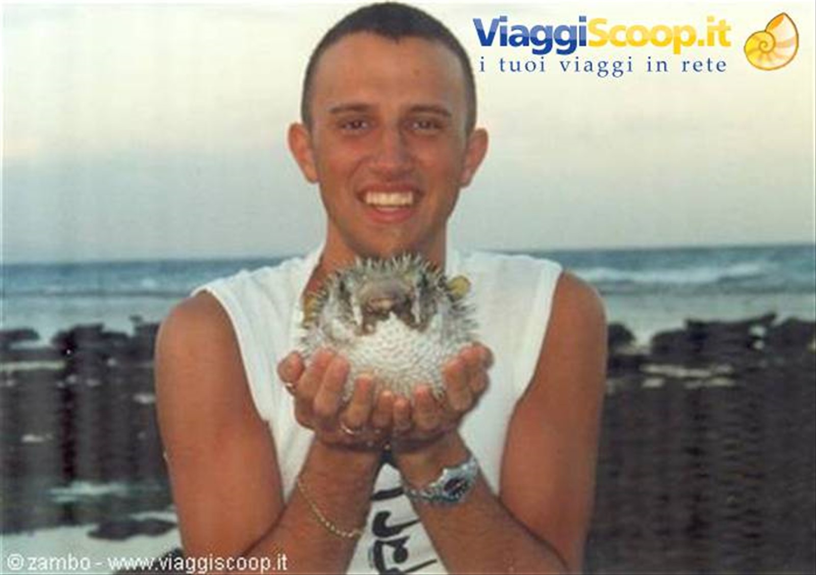 Pesce palla