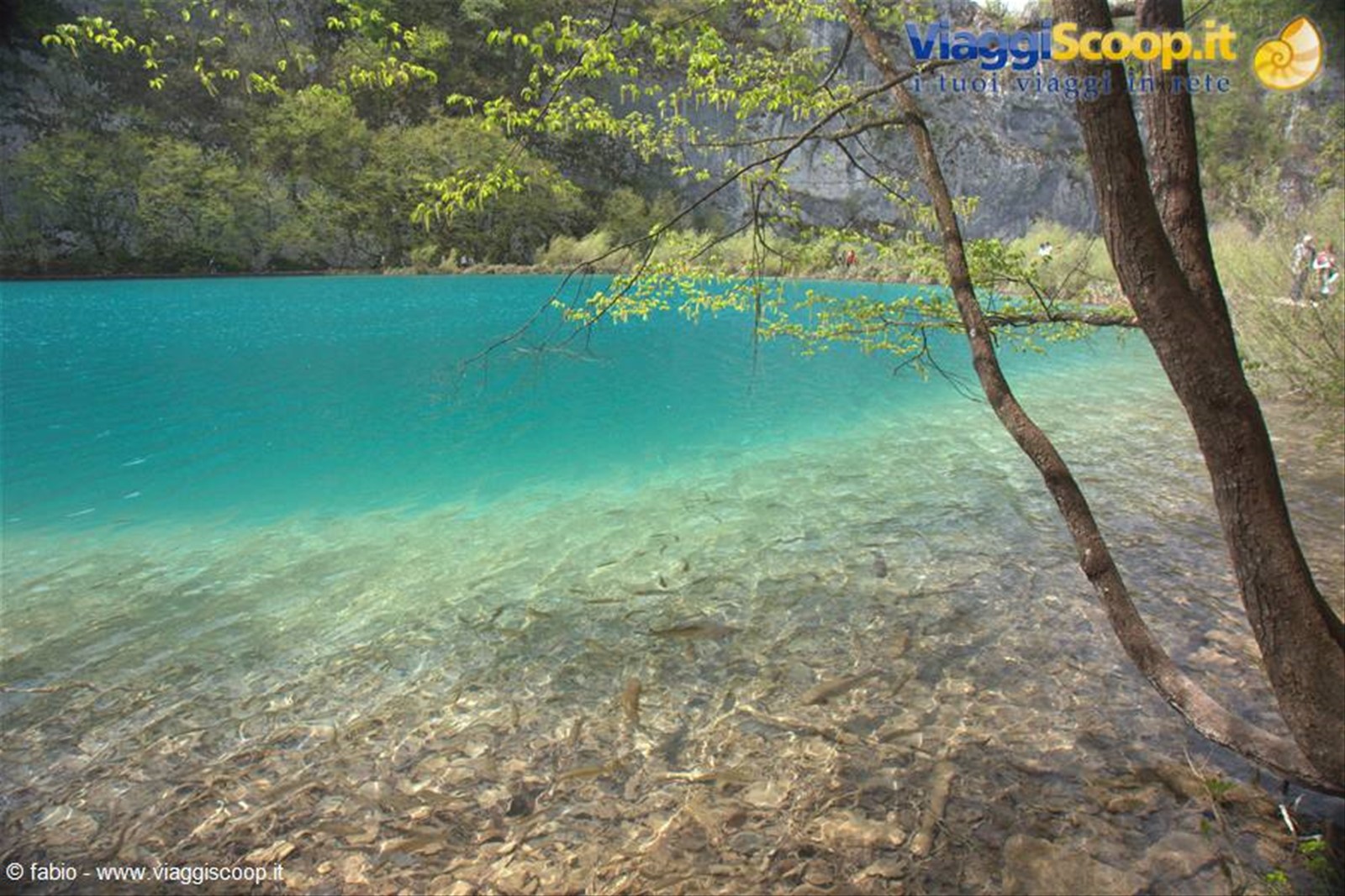 kaluderovac jezero trasparenze fantastiche e pesci