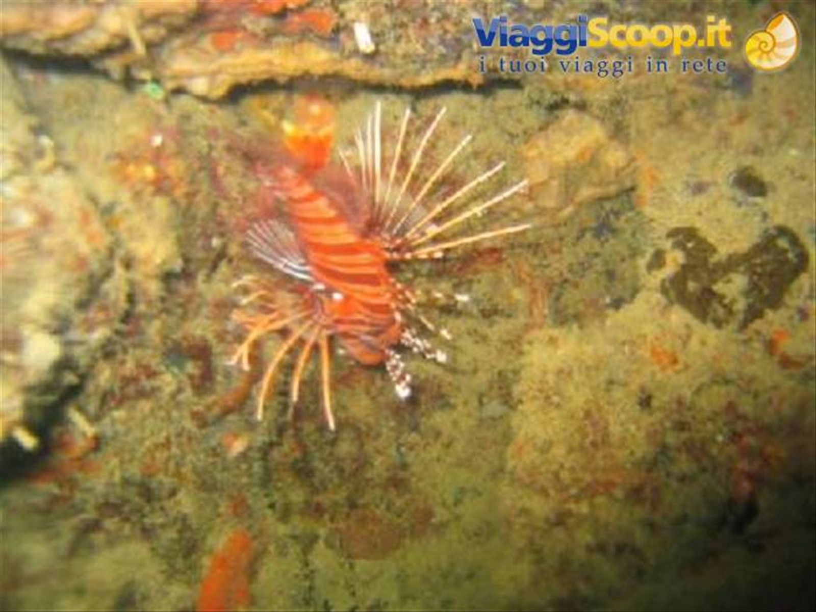 scorpion fish fotgrafato in apnea a circa 6 metri deep