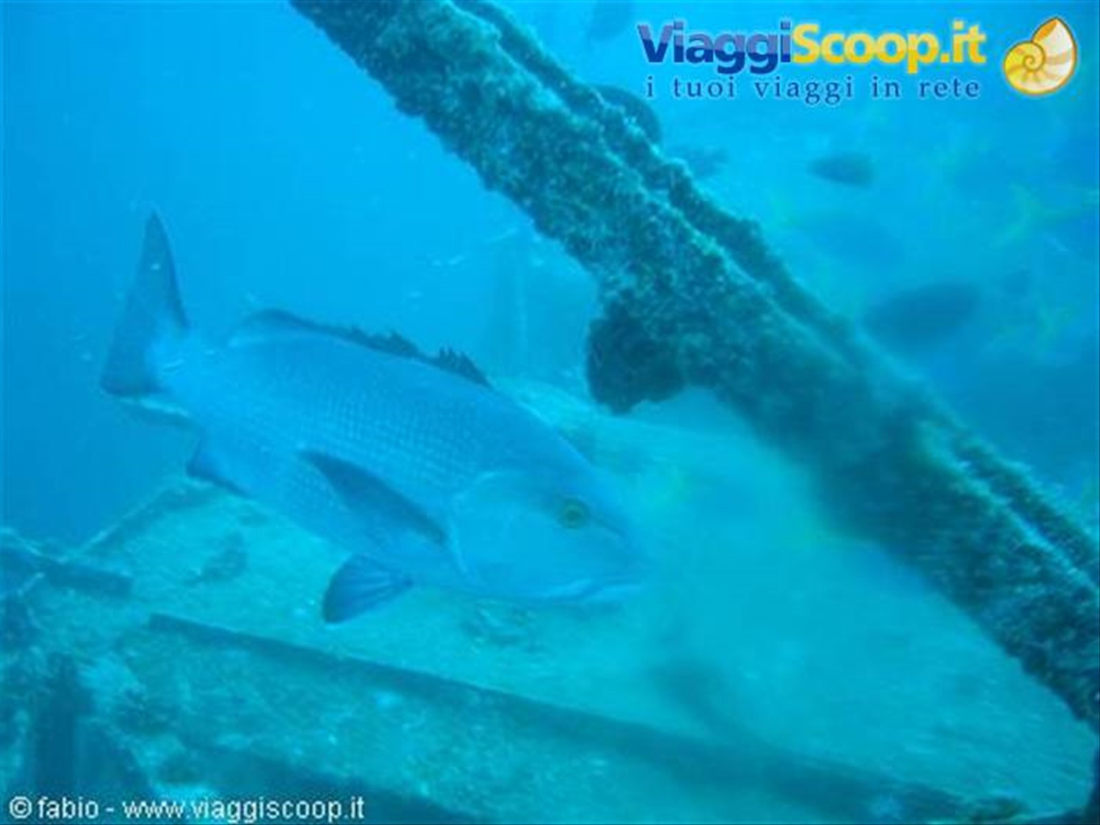 grouper fish