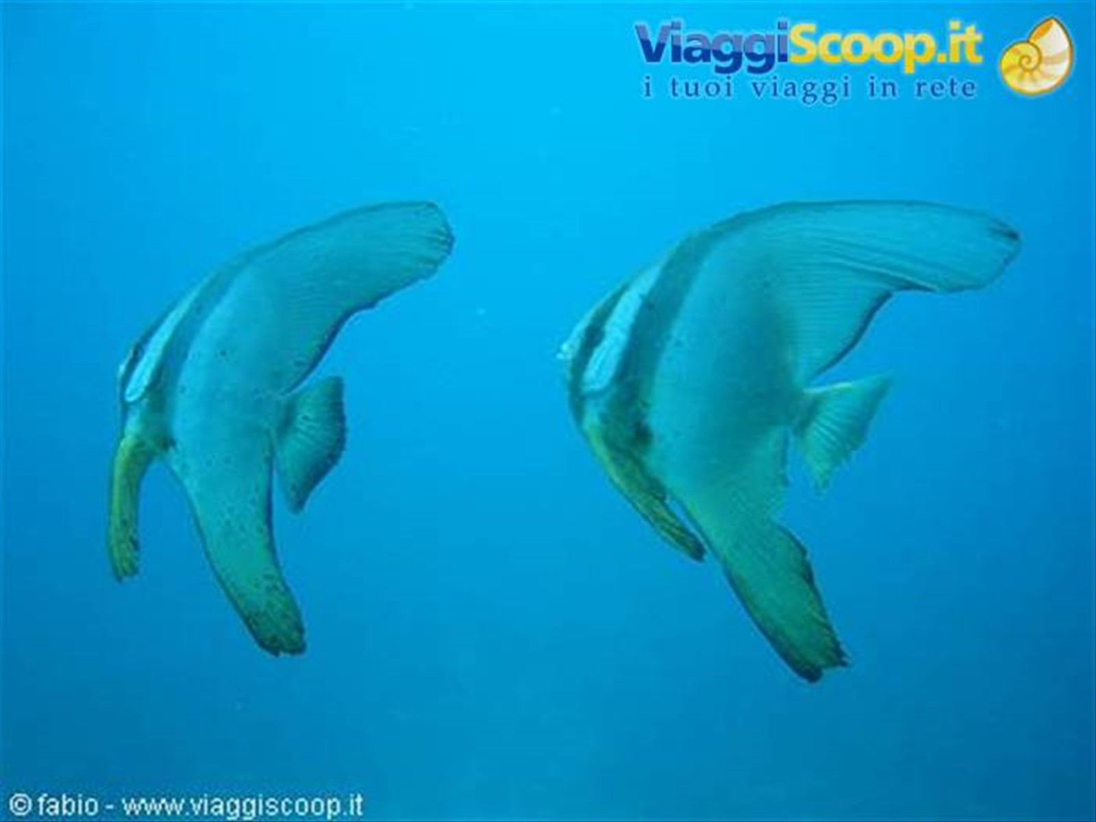 batfish
