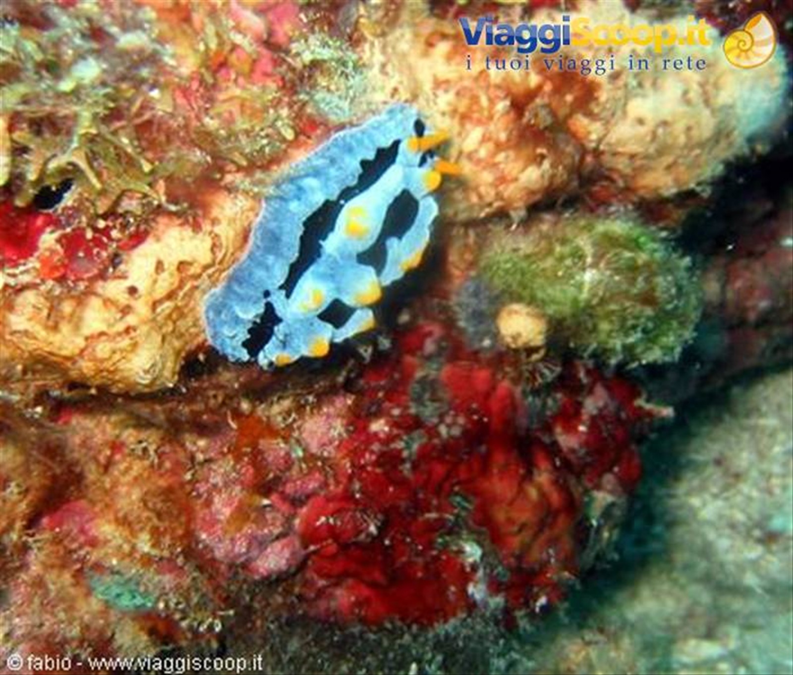 nudibranchia phillidya varicosa