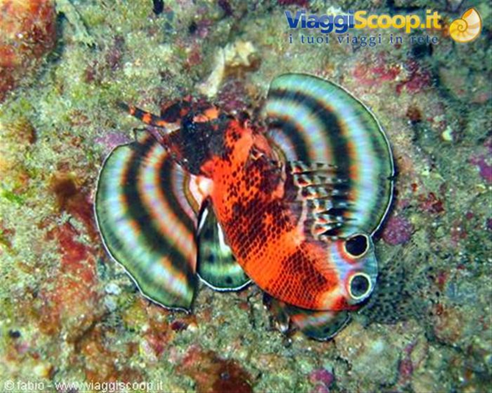 e questo ? lion fish o scorpion fish ?