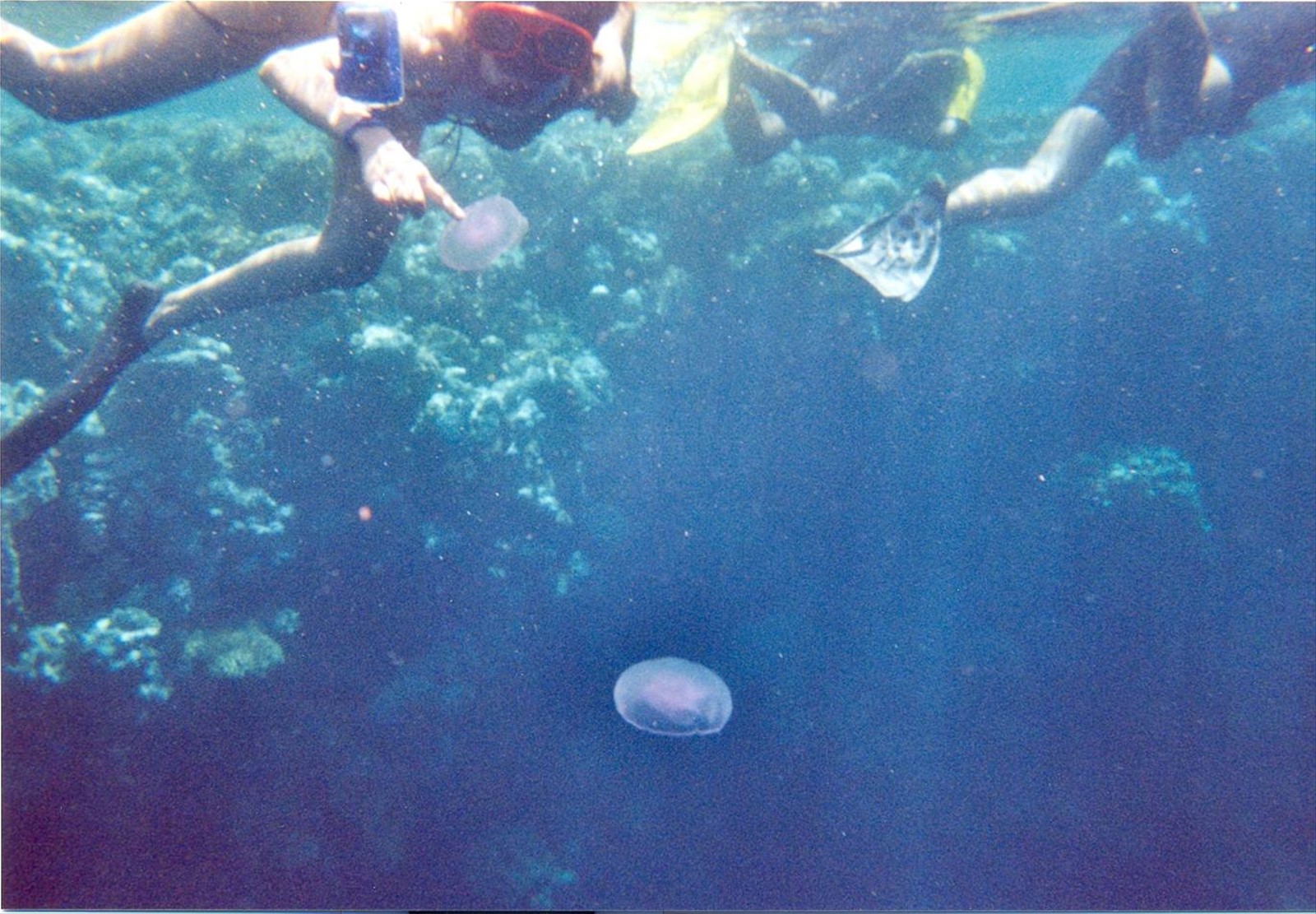 con le meduse
