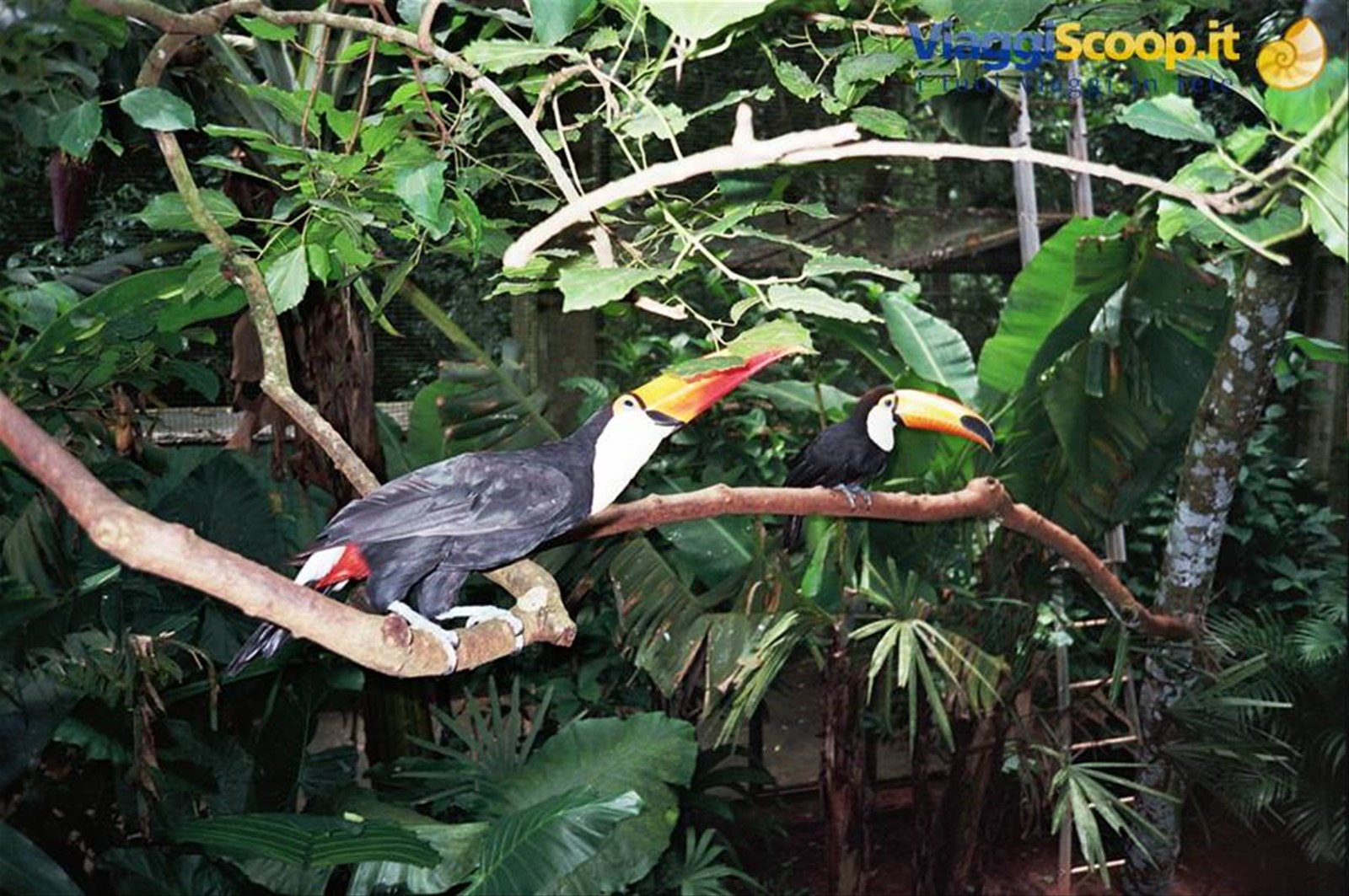 Tucani in semi libertà nel parco avicolo di Foz de Iguazu