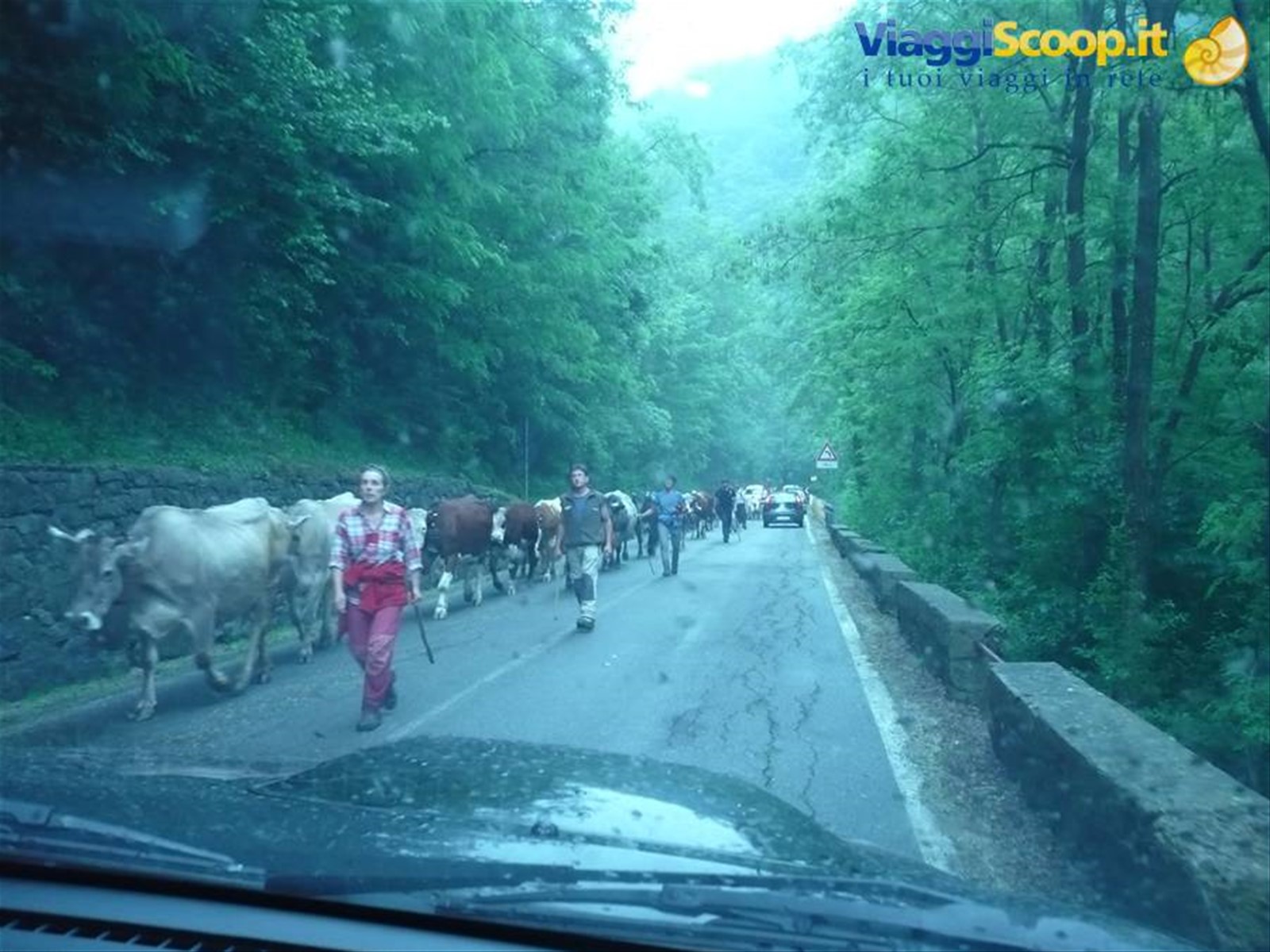 comincia la transumanza