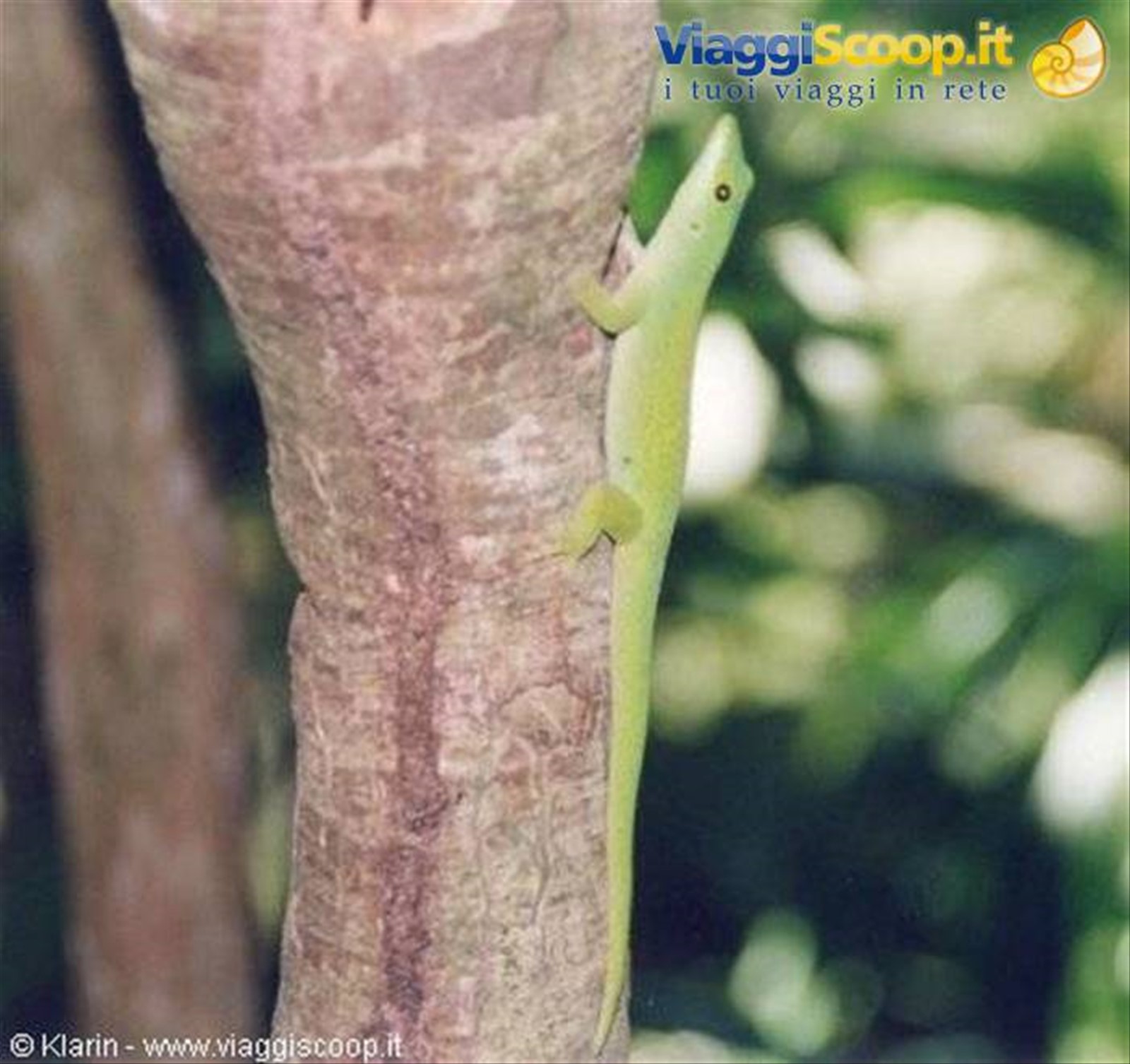 Un gecko verde