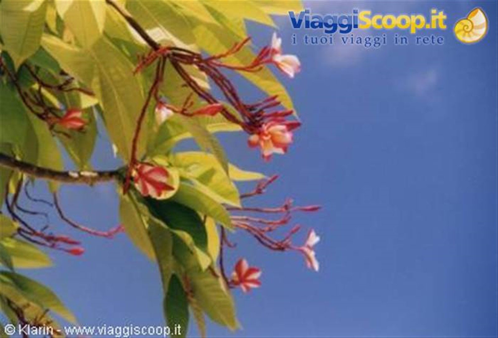 Frangipani