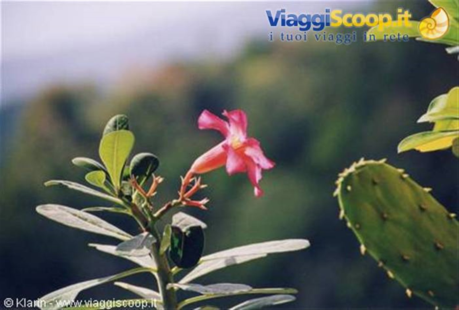 Foto di viaggio in INDONESIA