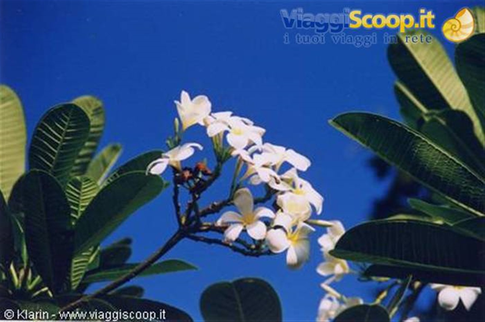 Frangipani