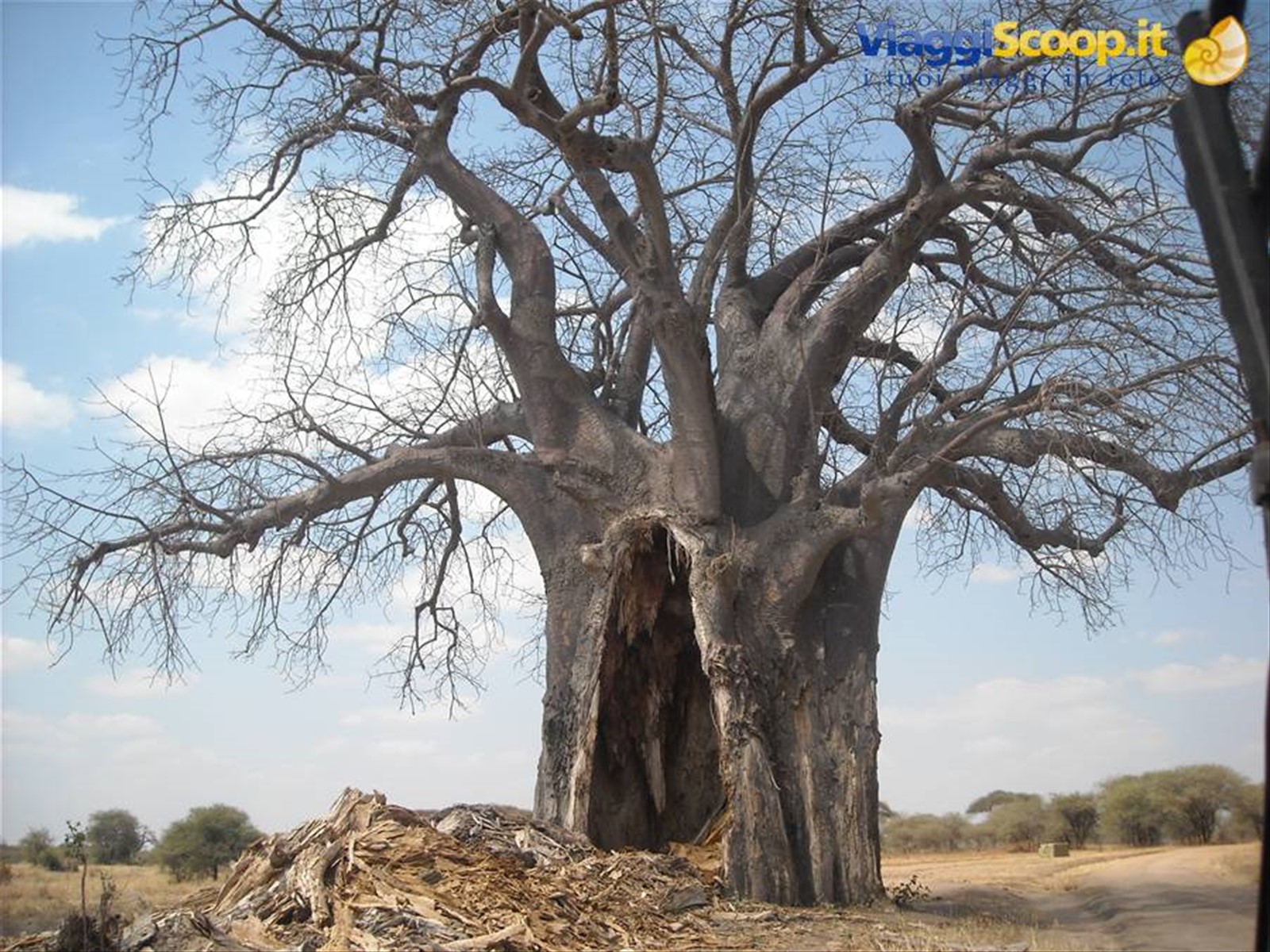 tarangire