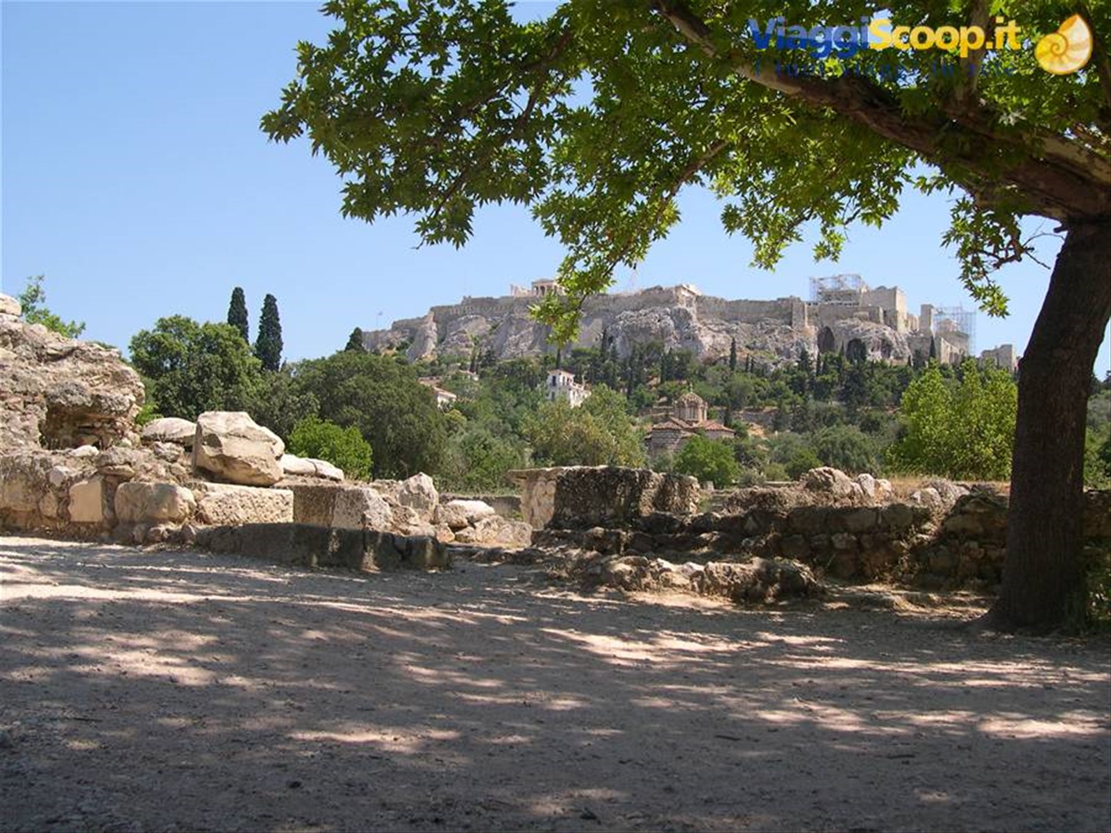 GUARDANDO L'ACROPOLI ALL'OMBRA DI UN ALBERO SECOLARE