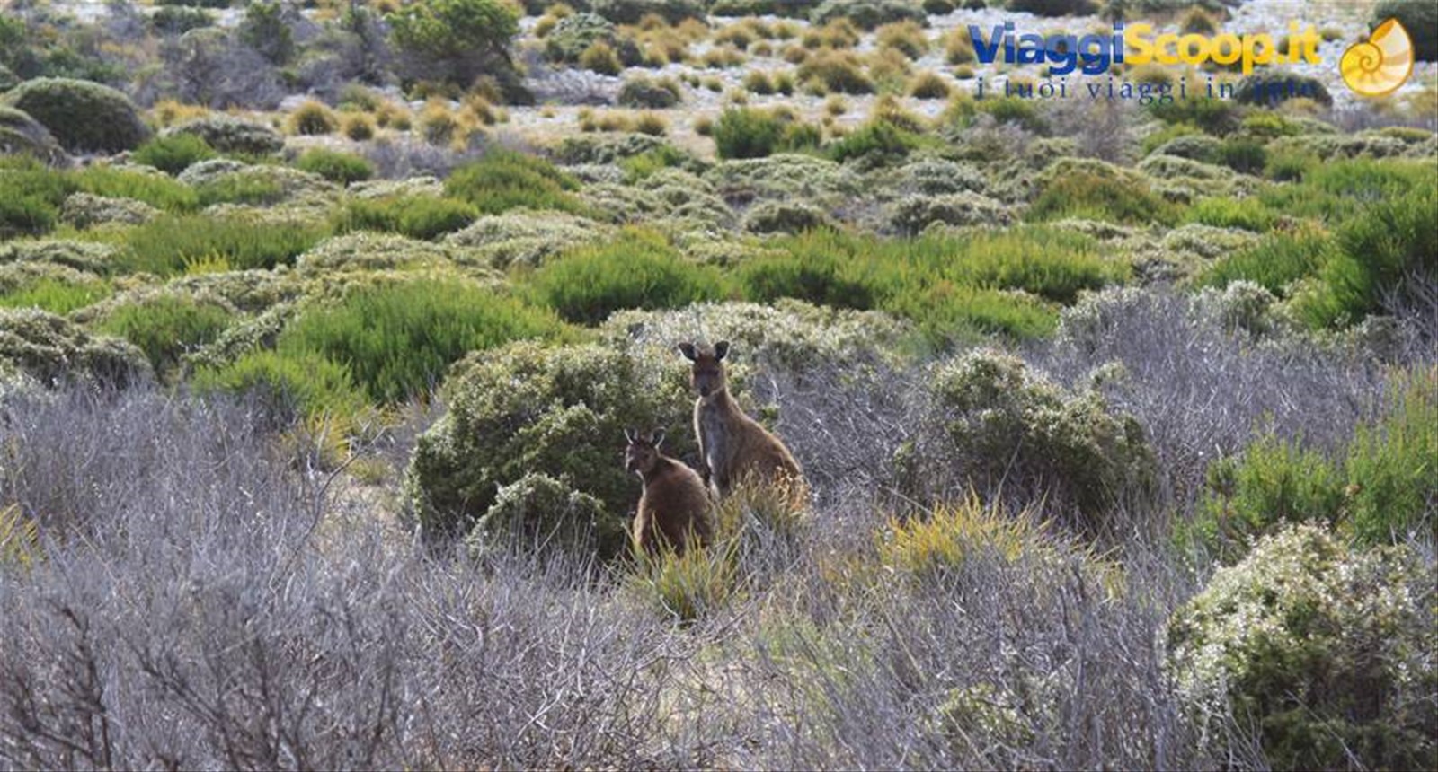 Kangaroo Island