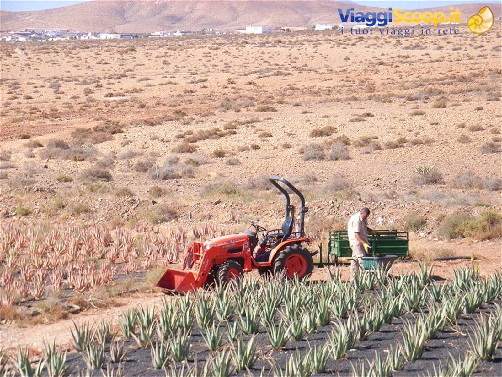 PIANTAGIONE DI ALOE