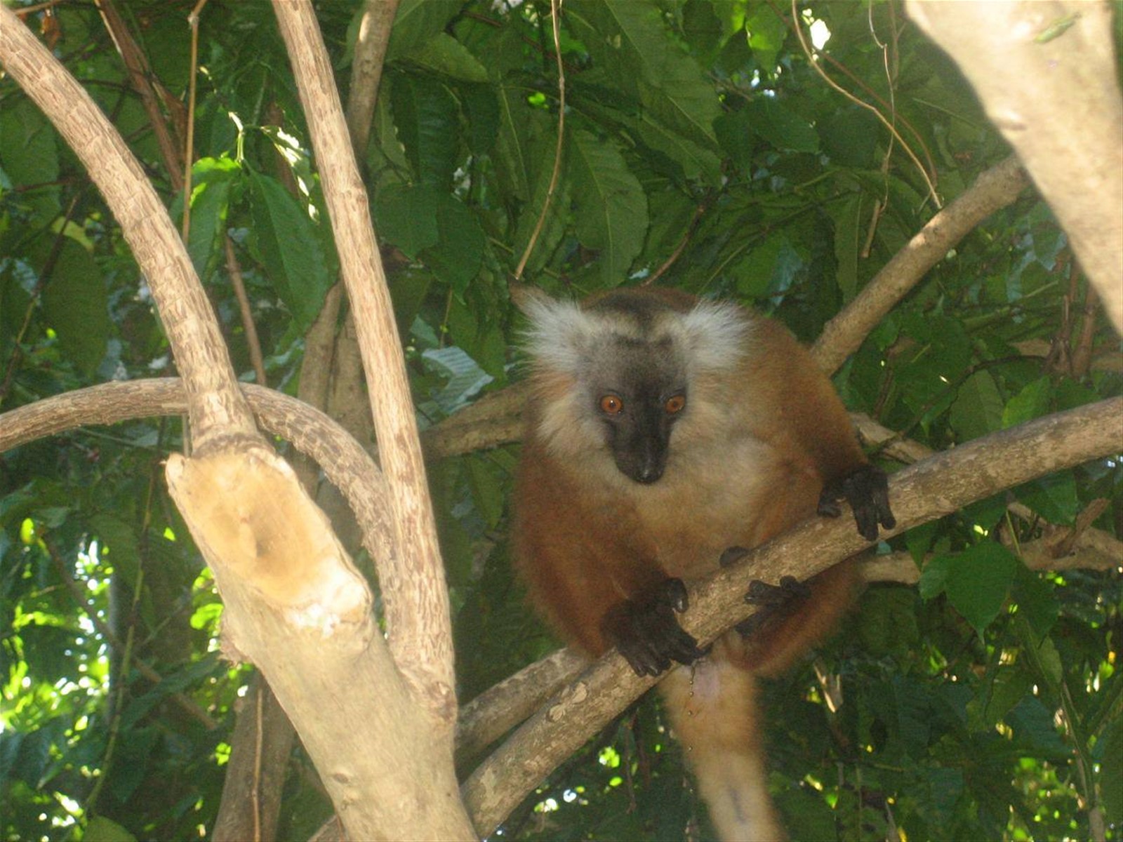 lemuri