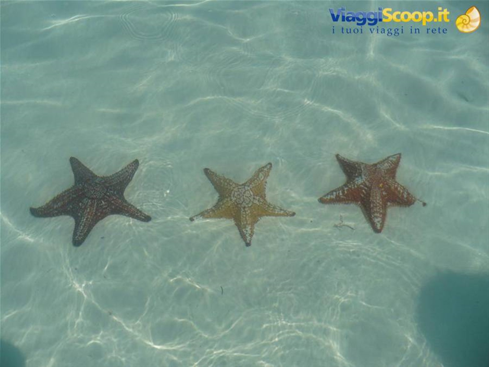 stelle marine