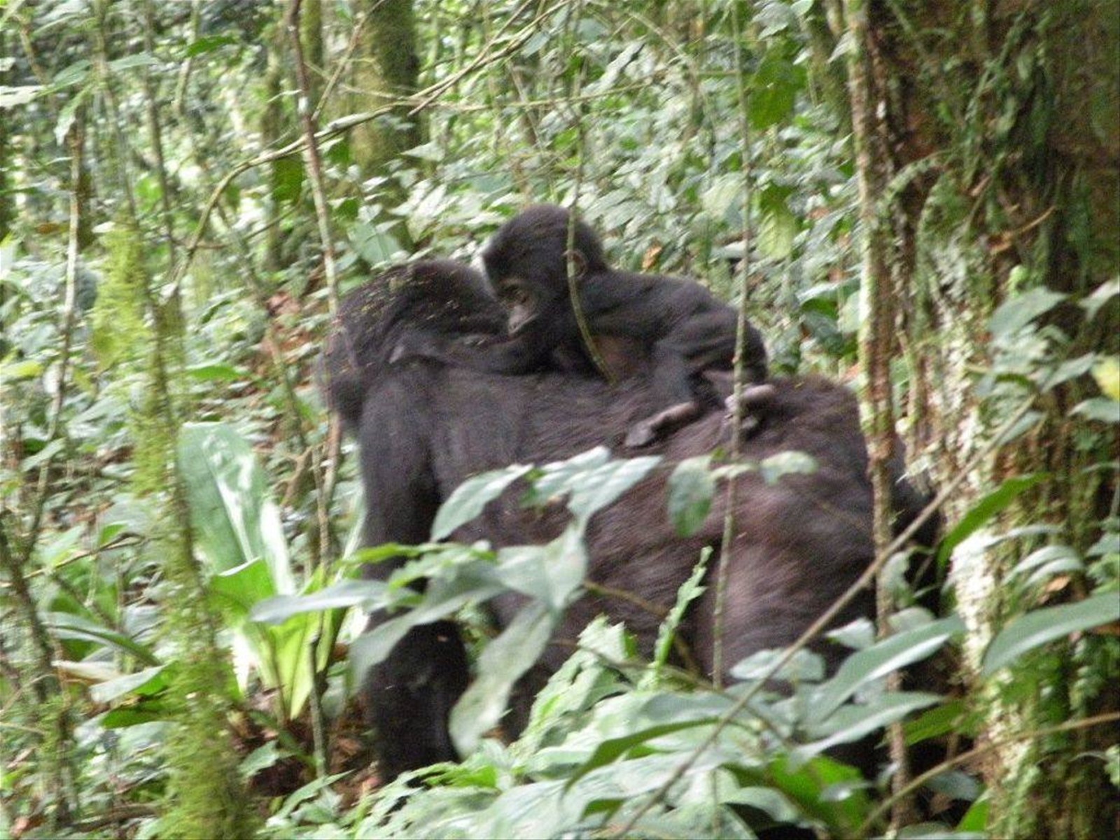 Foto di viaggio in UGANDA