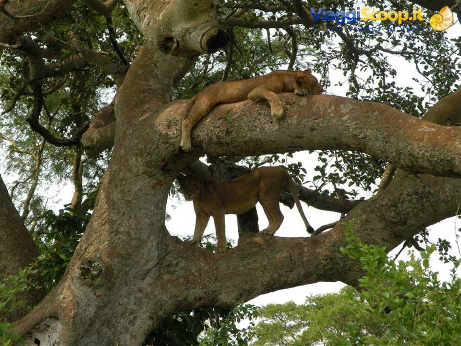 Foto di viaggio in UGANDA