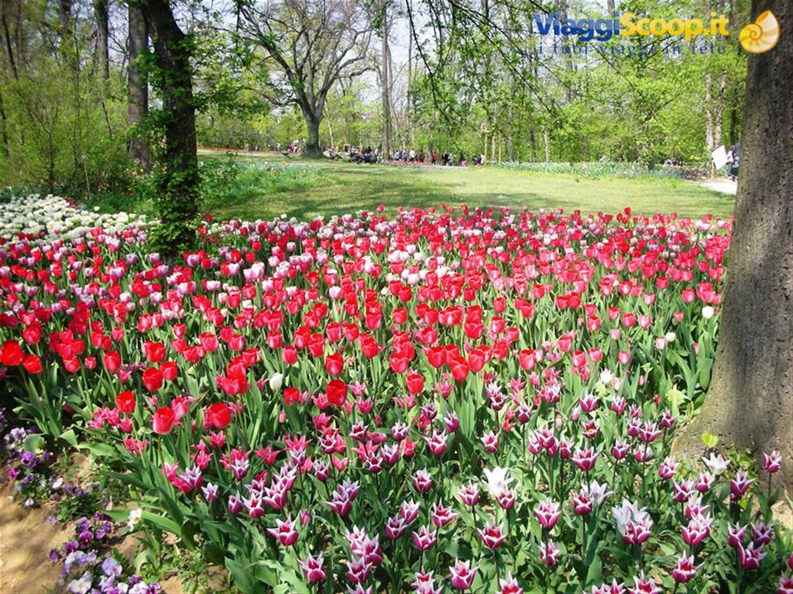 composizioni di tulipani