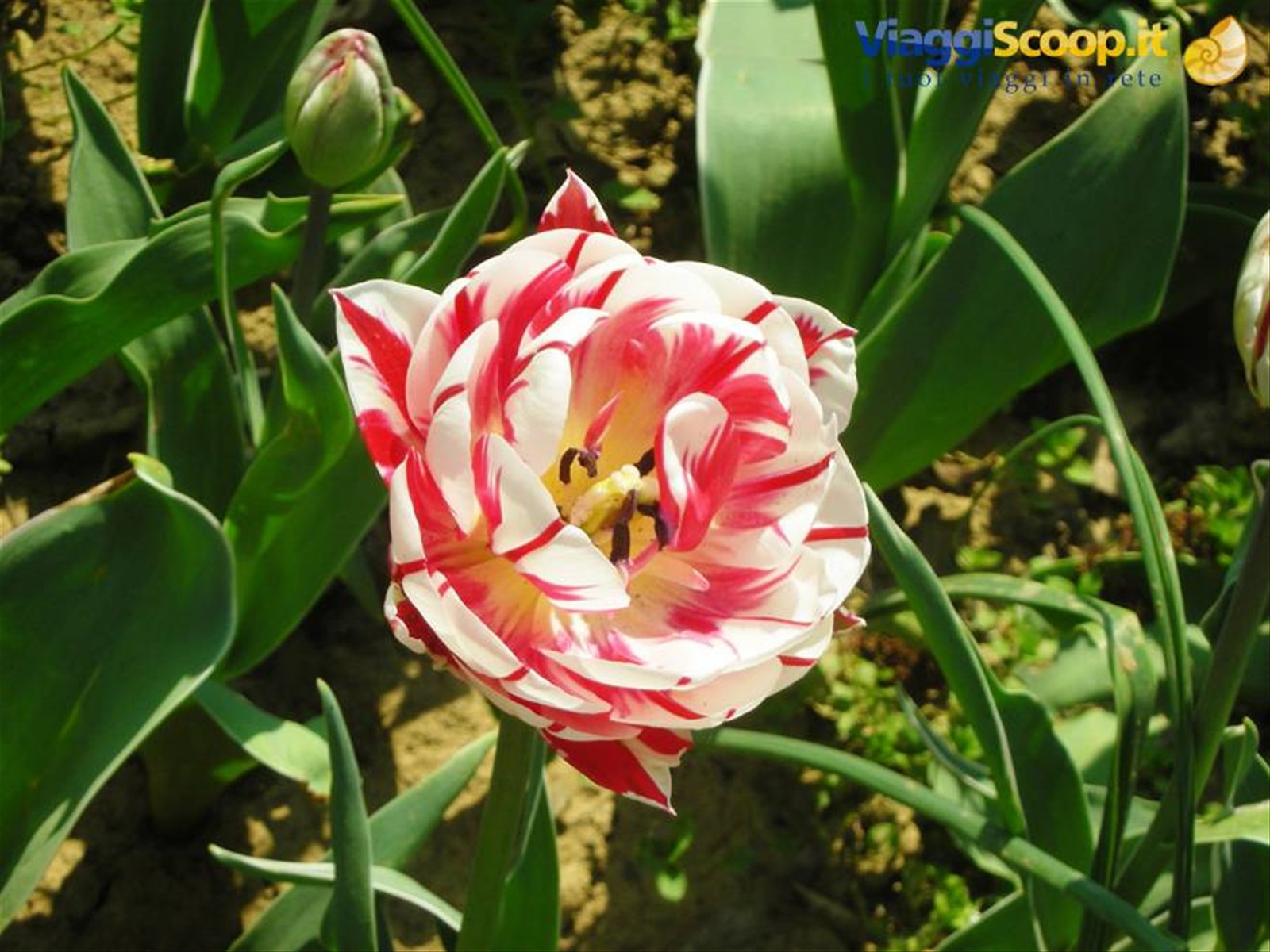 tulipano insolito
