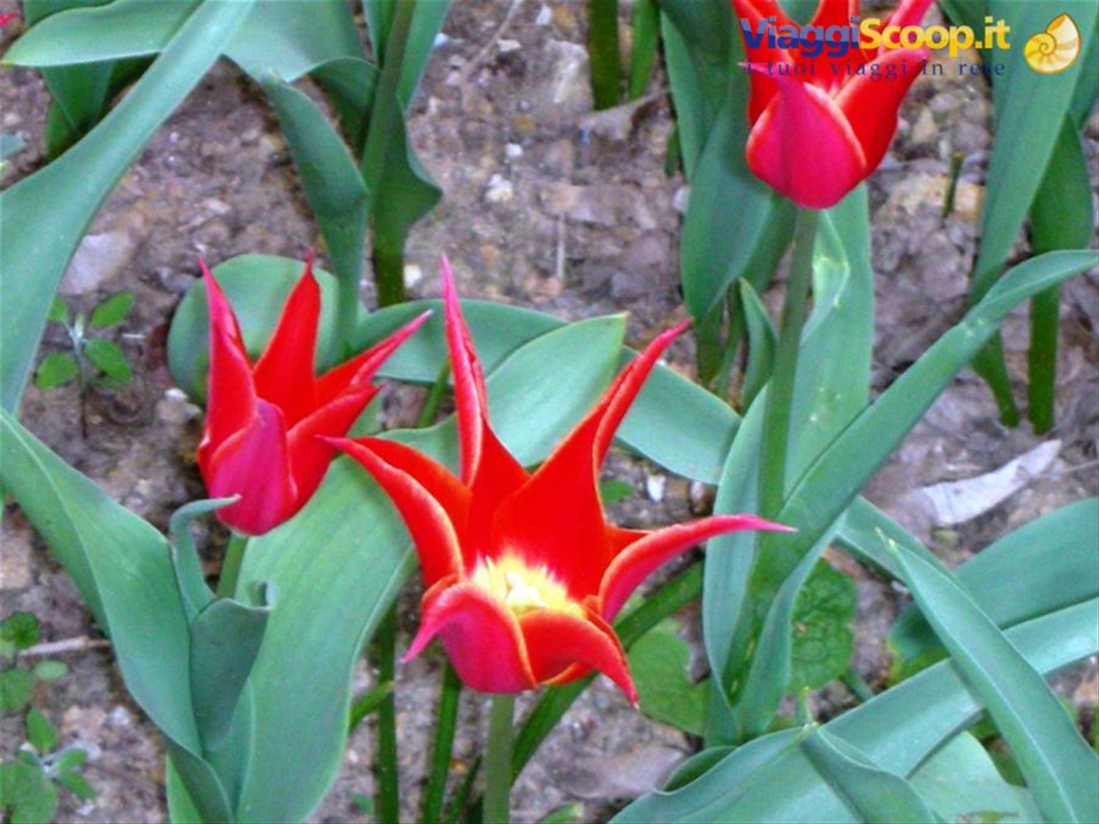 tulipano particolare