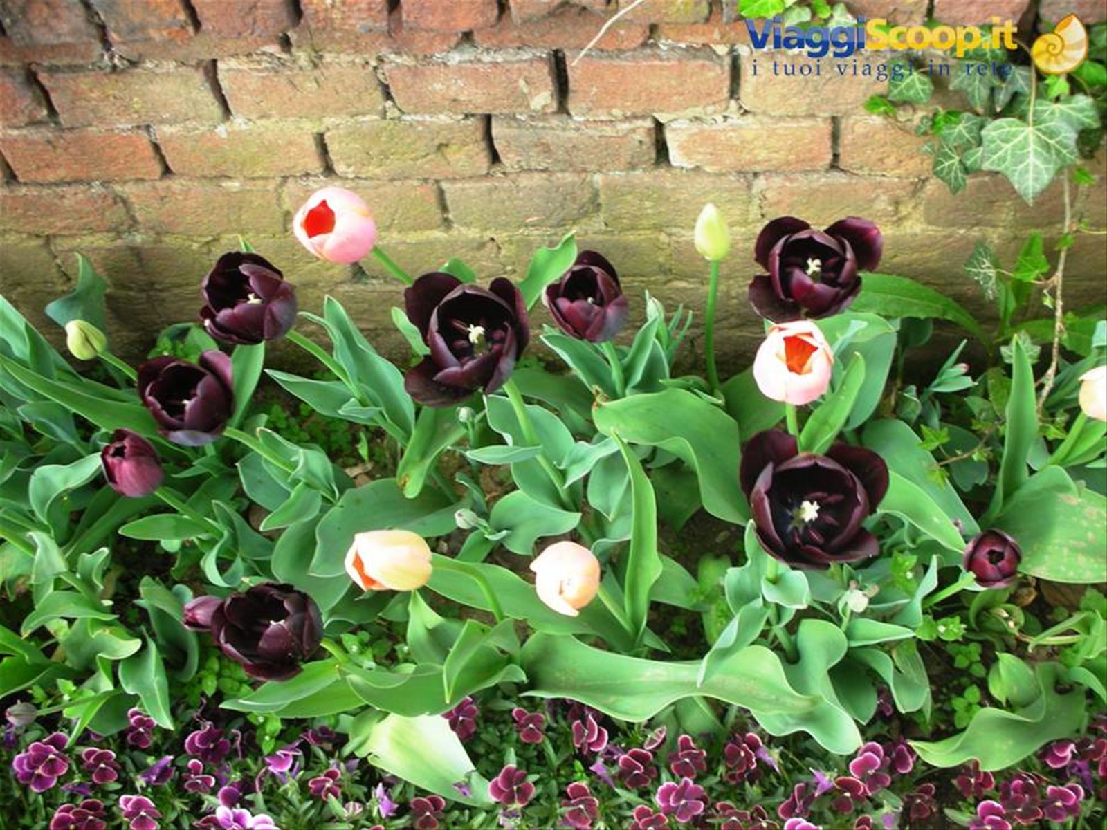tulipani neri