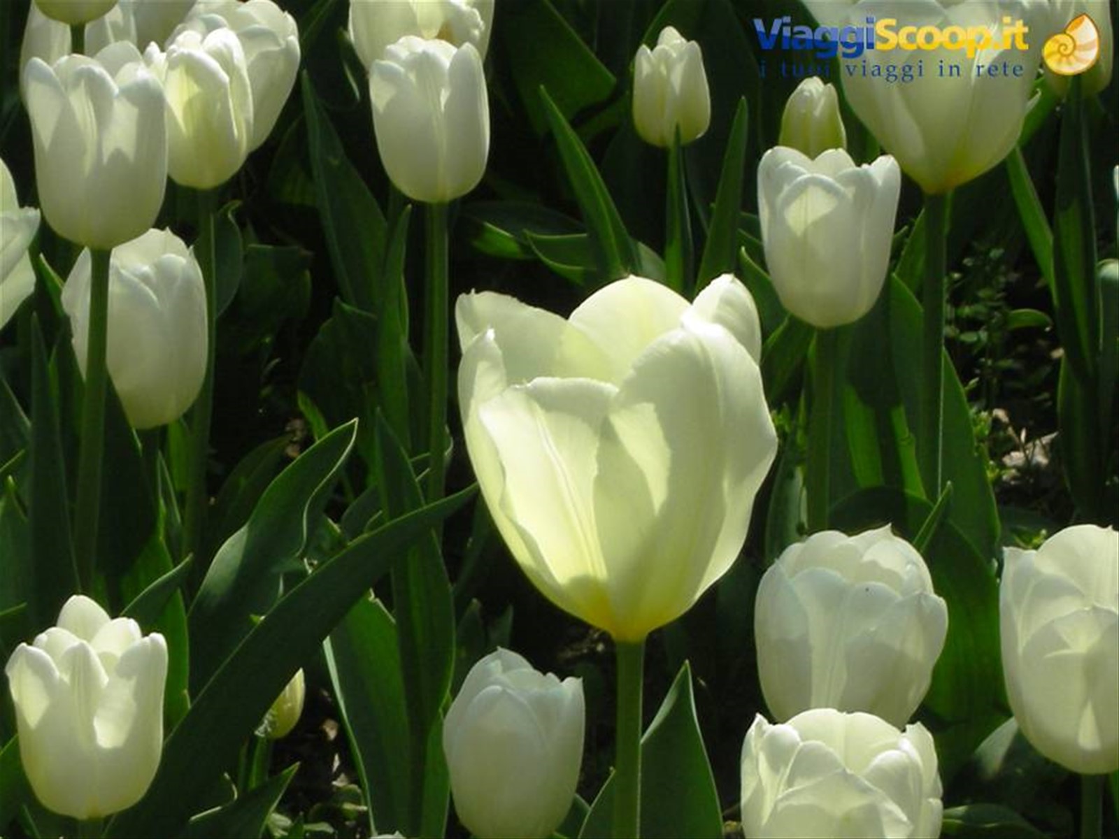 tulipani bianchi