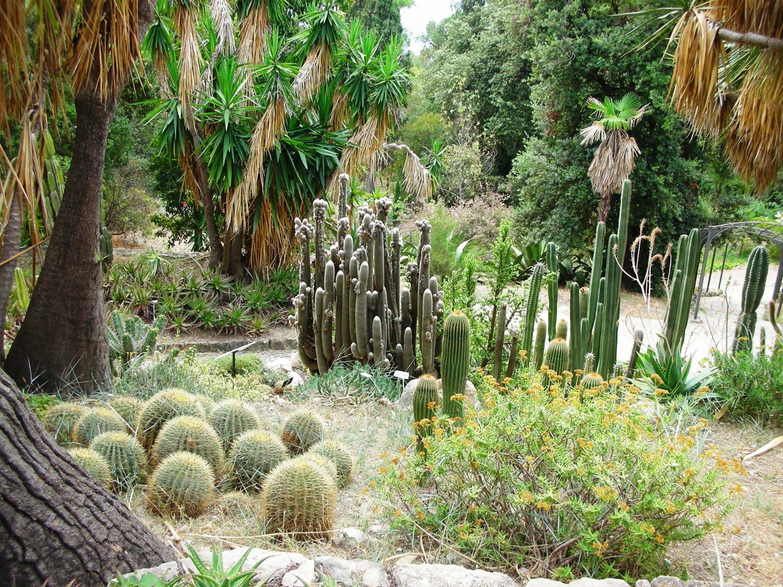 settore cactus