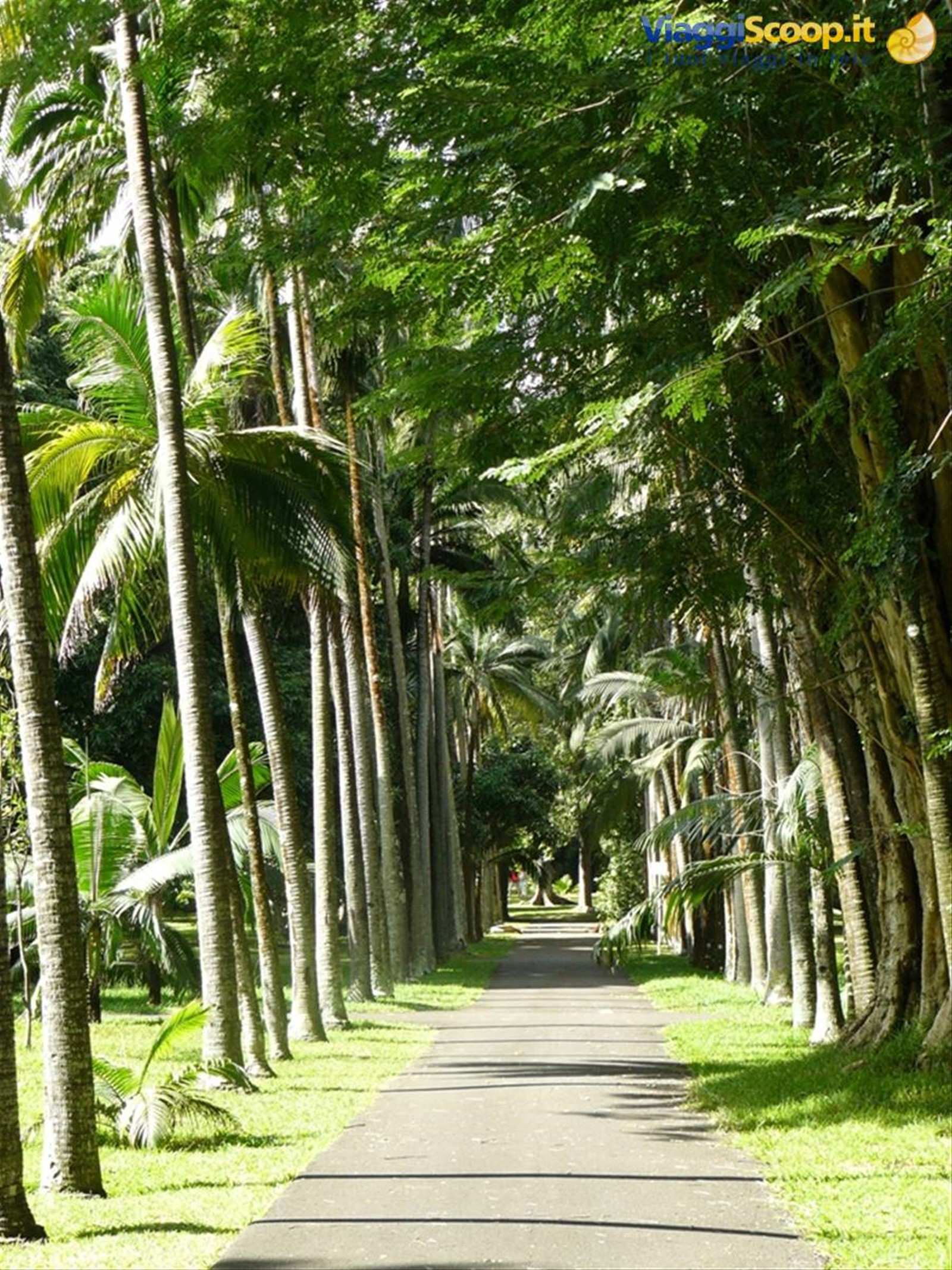 Giardino Botanico di Pamplemousses