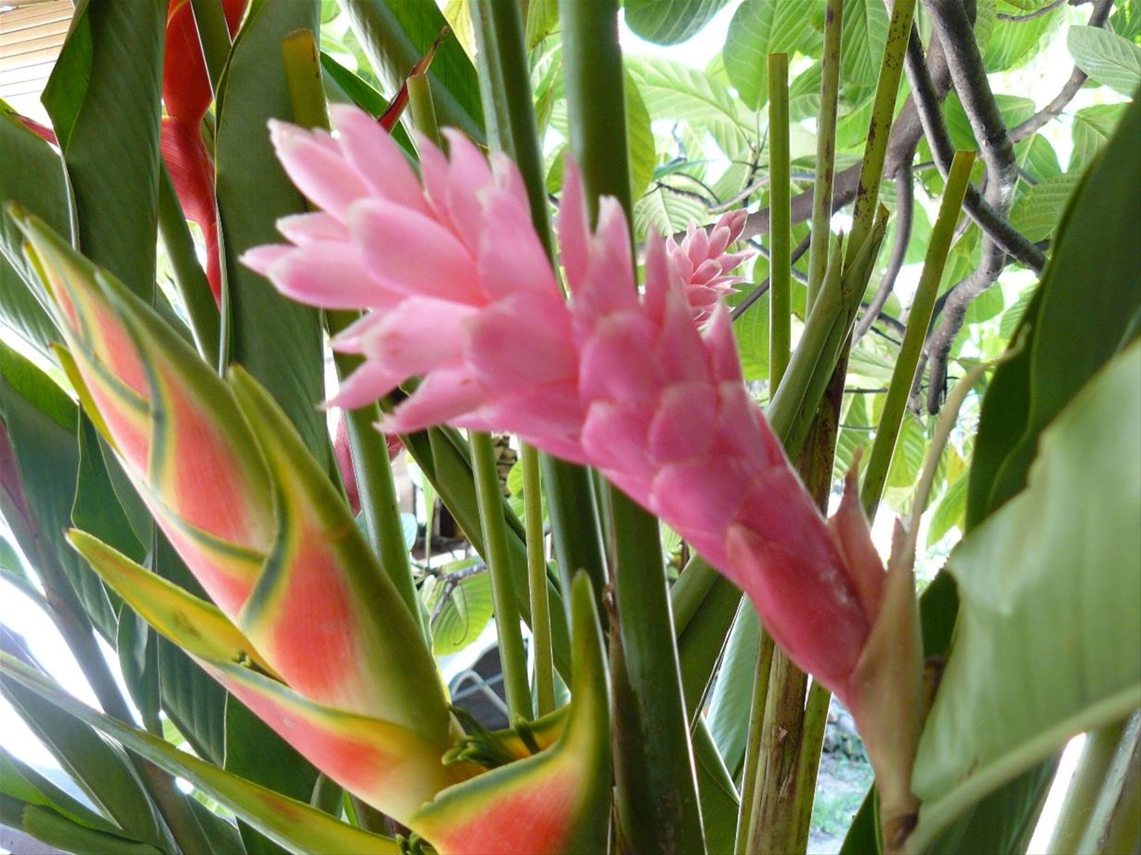 Colori di Moorea