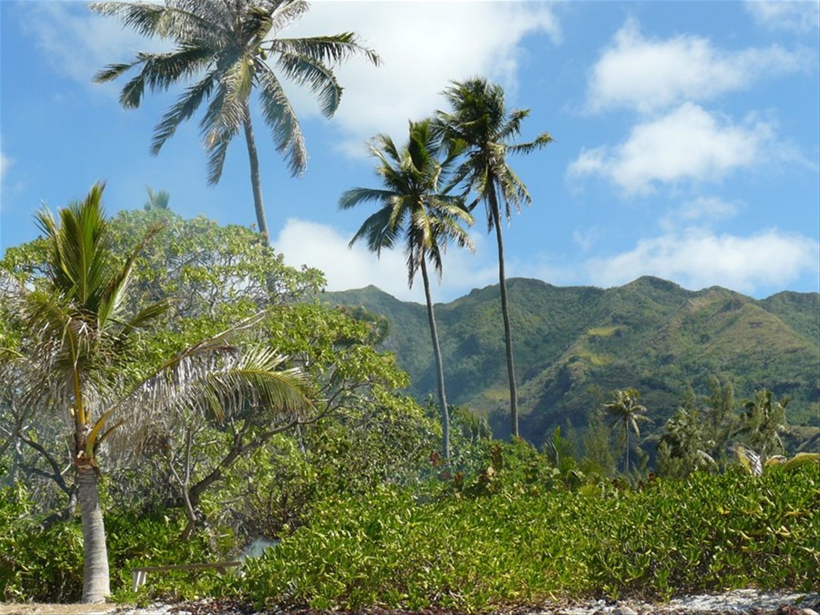 L'interno dell'isola vista dal motu Temae