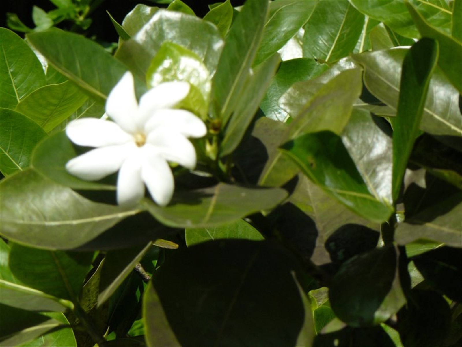Il fiore del Tiarè