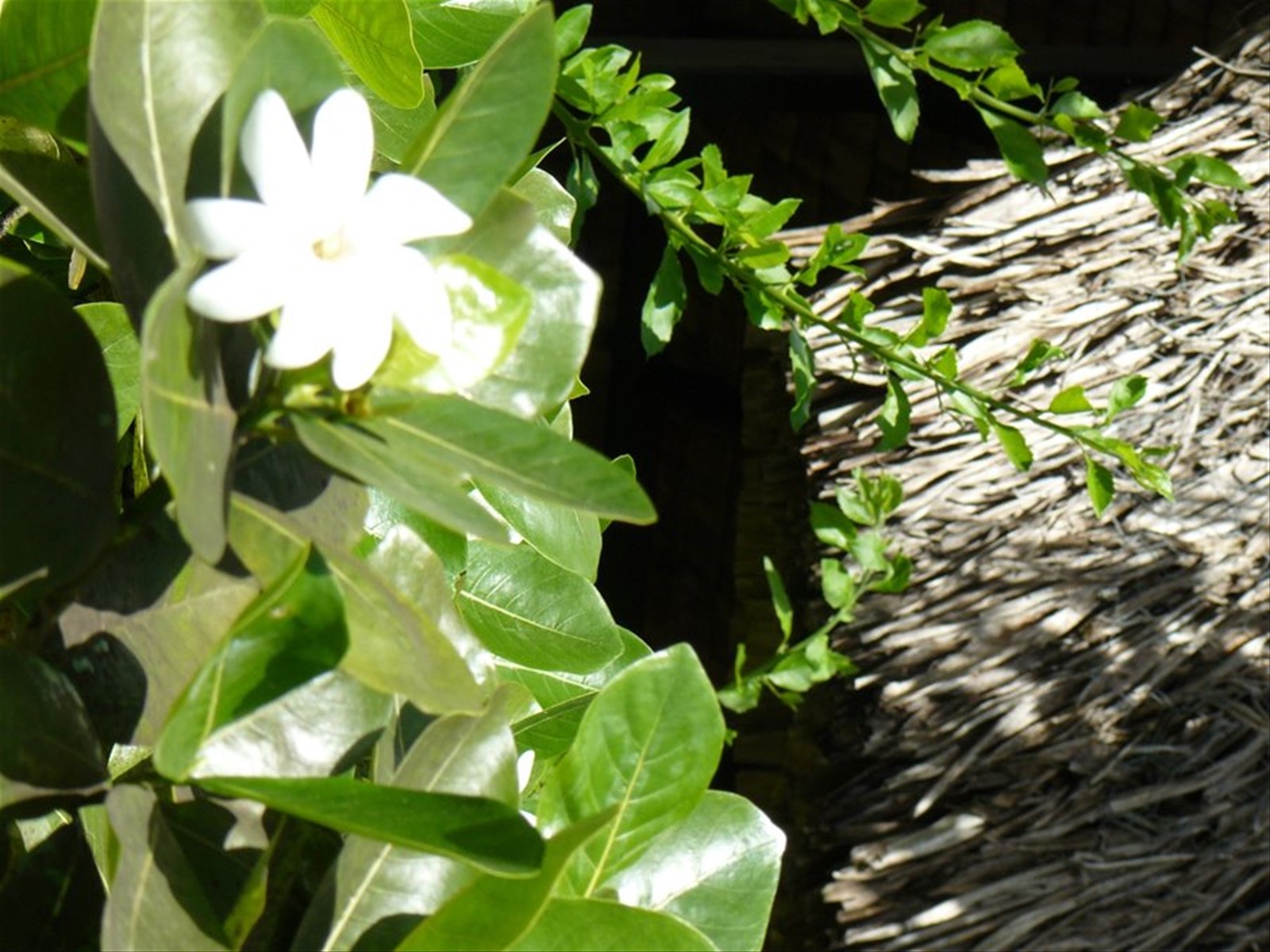 Il fiore del Tiarè