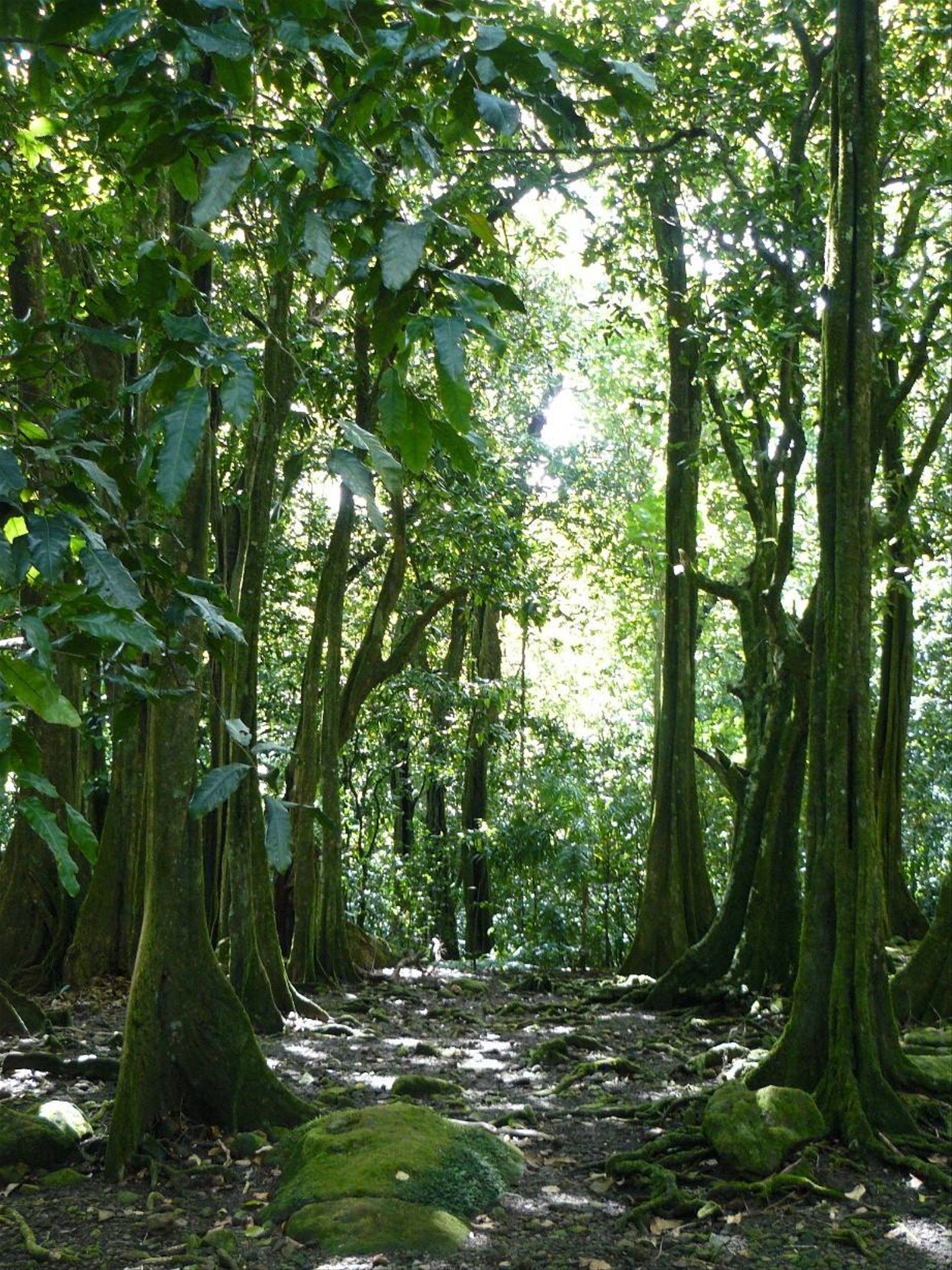 Nella foresta alla ricerca degli antichi Marae